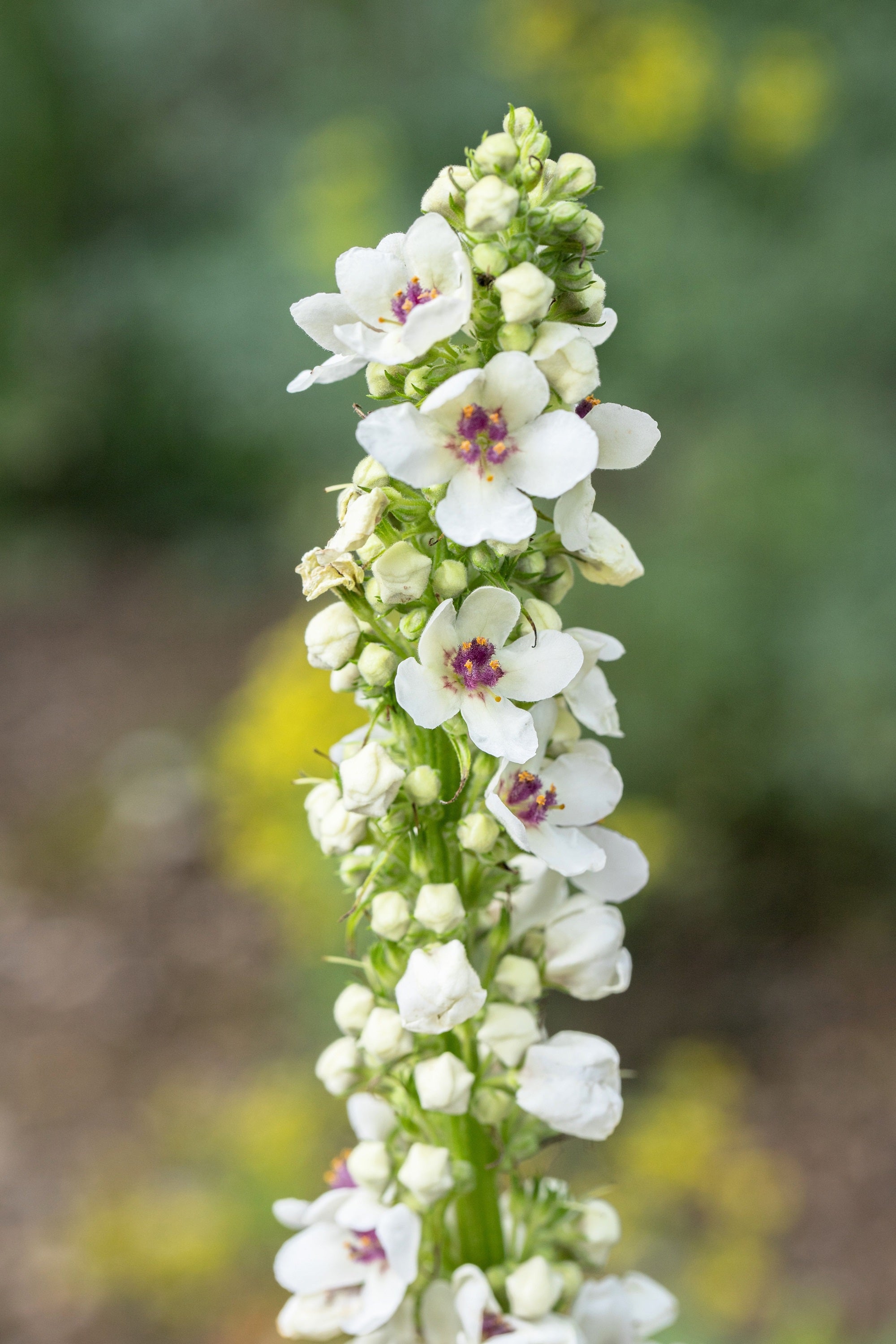 50 WEDDING CANDLES VERBASCUM Chaixii Album Mullein White Purple