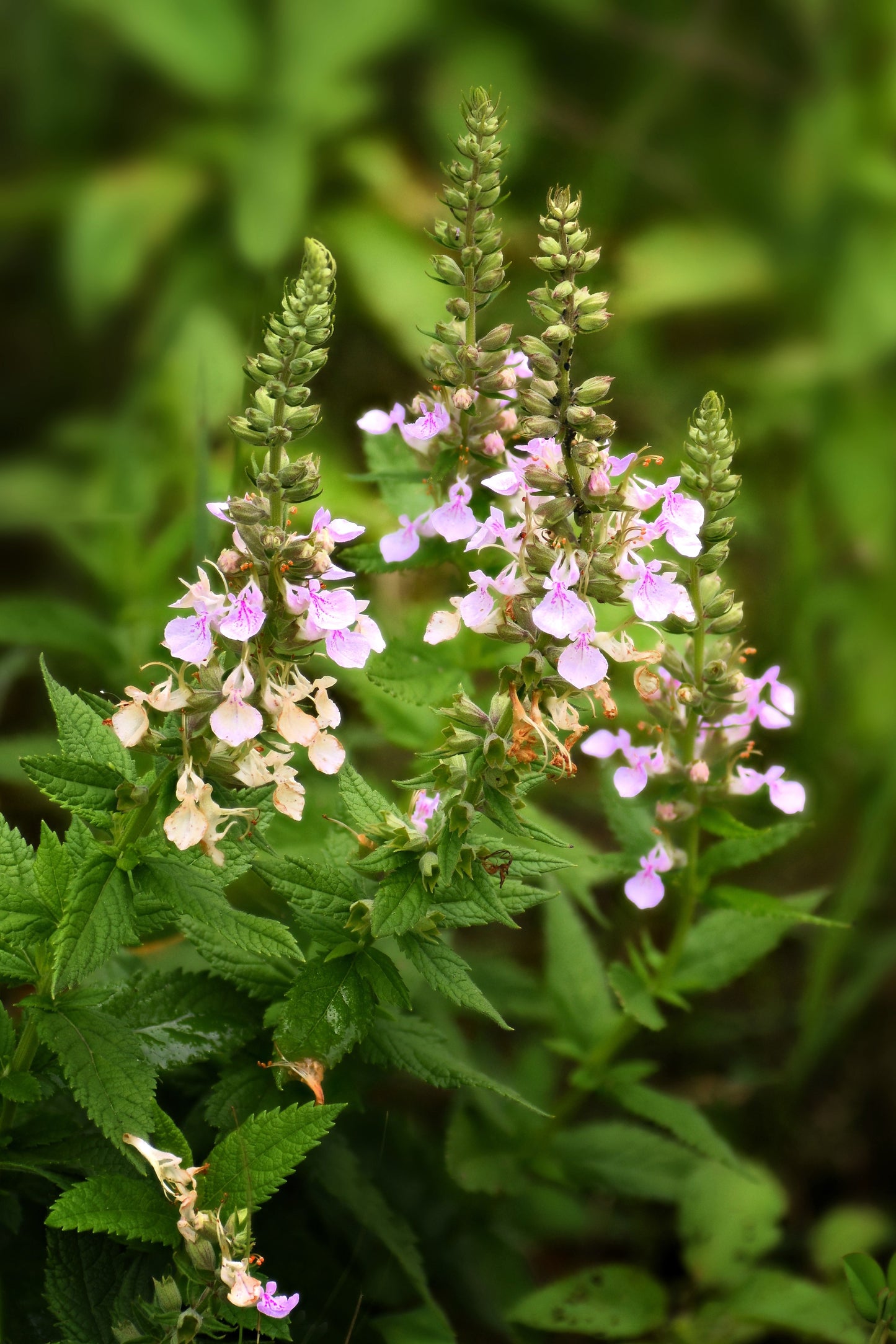 100 CANADIAN GERMANDER American Wood Sage Teucrium Canadense Herb Flower Seeds