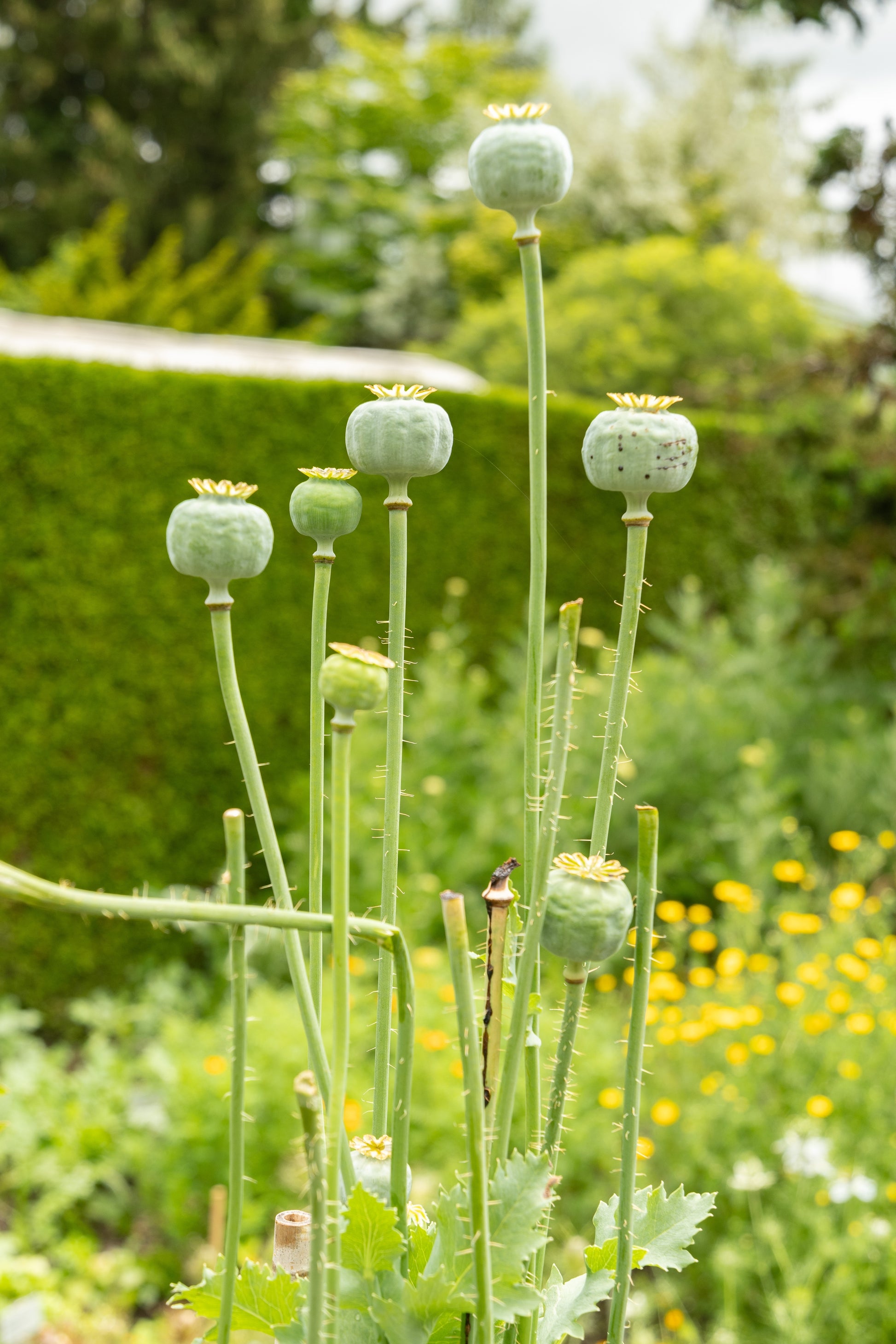 poppy plant seed 100 RED TULIP POPPY Papaver Glaucum Flower Seeds – Seedville USA