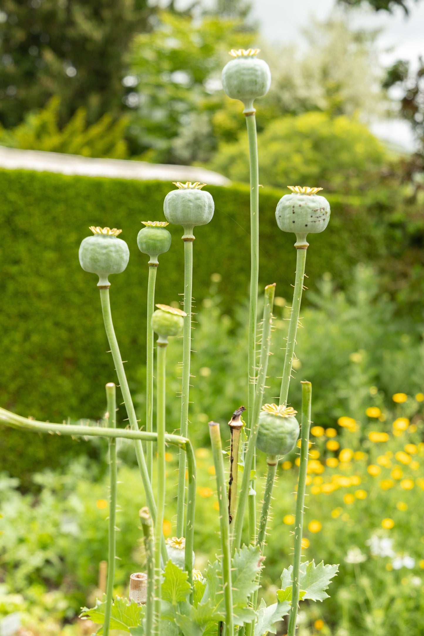 100 RED TULIP POPPY Papaver Glaucum Flower Seeds