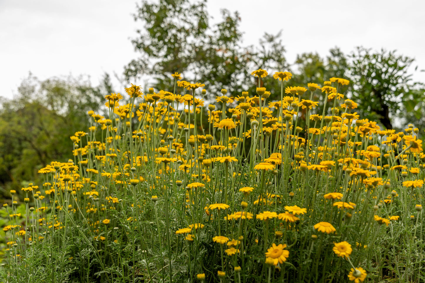 250 GOLDEN MARGUERITE DAISY Dyer's Yellow Chamomile Anthemis Tinctoria Kelwayi Cota Tinctoria  Paris Daisy Herb Flower Seeds