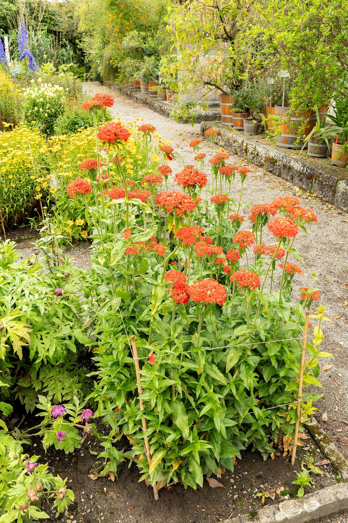 300 MALTESE CROSS Jerusalem Cross Lychnis Campion Chalcedonica Flower Seeds