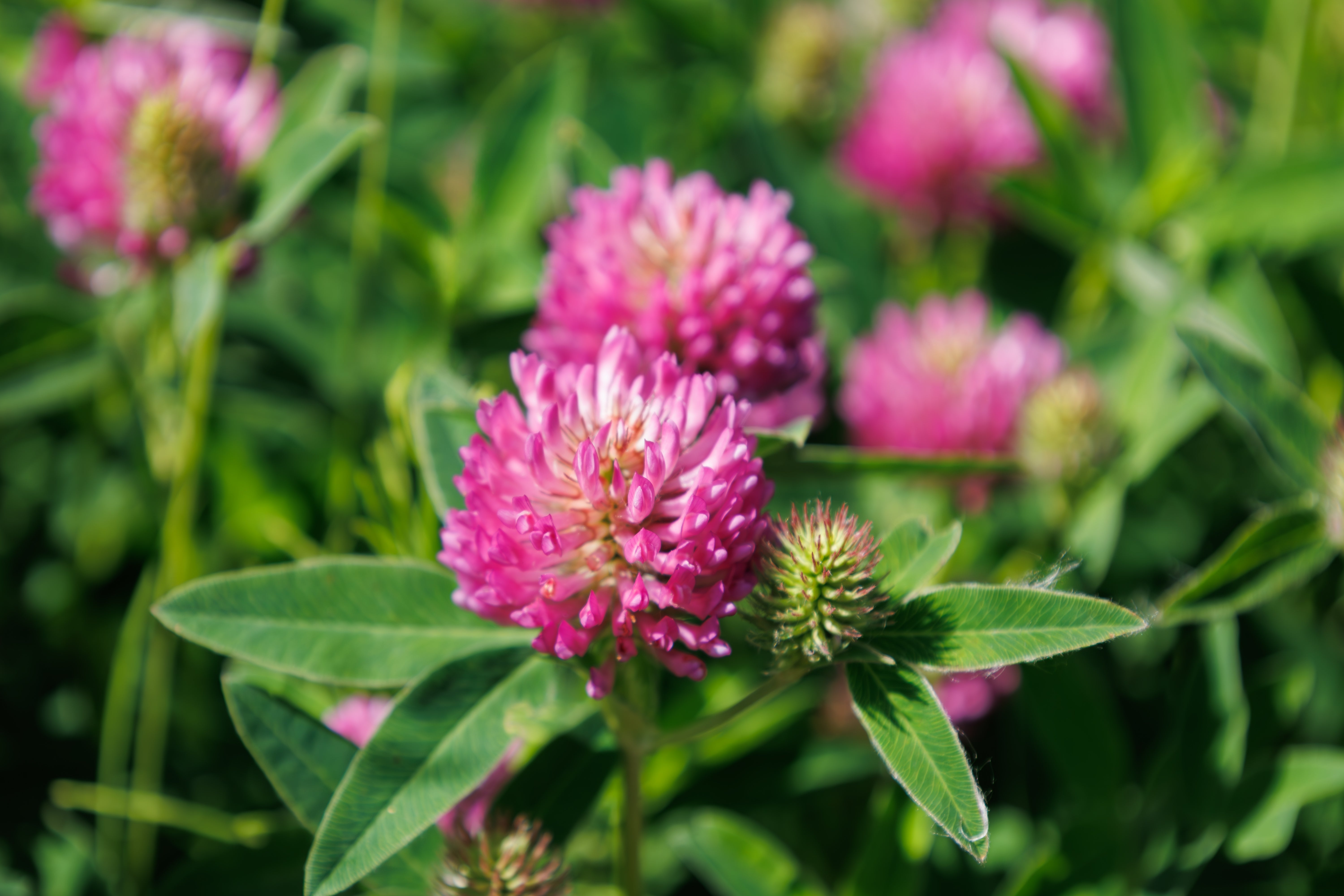 1500 RED CLOVER Monarchs Trifolium Pratense Rose Mauve Flower