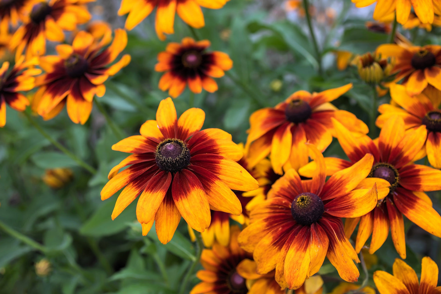 4000 Indian Summer GLORIOSA DAISY Rudbeckia Hirta Red Yellow Brown Flower Seeds