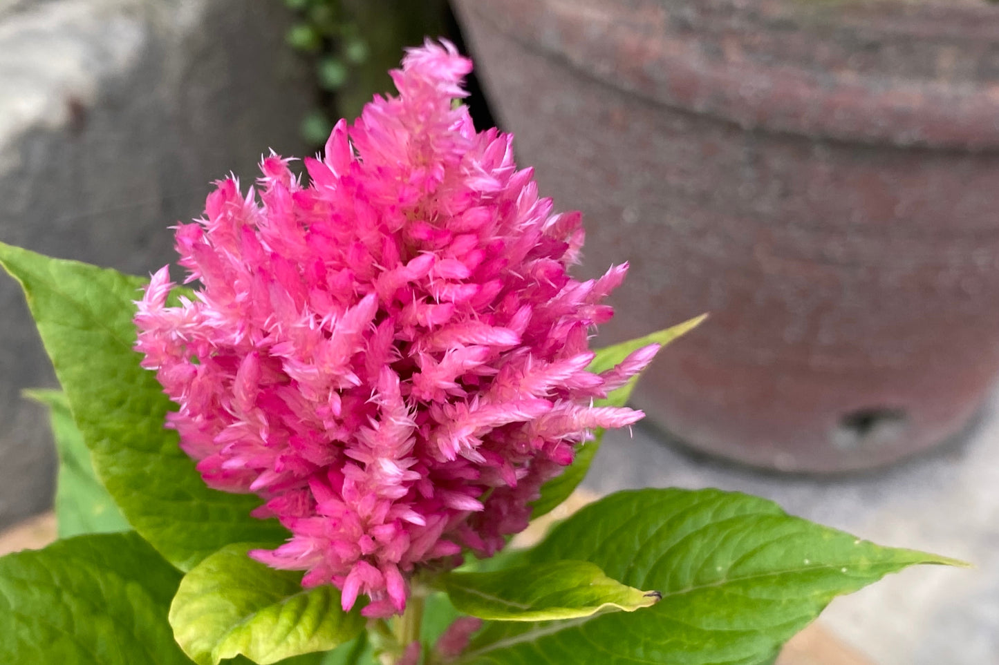 150 Mixed PAMPAS PLUMES COCKSCOMB Celosia Plumosa Flower Seeds