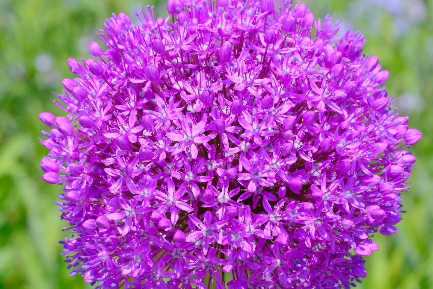 25 GIANT ALLIUM Allium Giganteum Purple Globe Flower Seeds