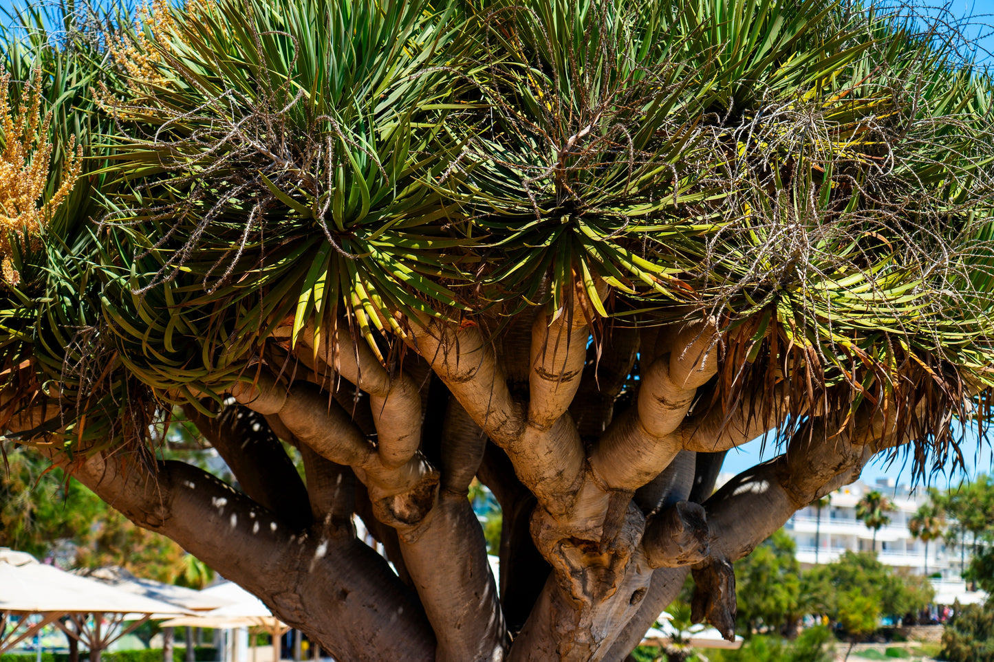 10 DRAGON TREE Dracaena Draco Canary Island Drago Blood Asparagus Yucca Evergreen Succulent Houseplant Orange Berry White Flower Seeds