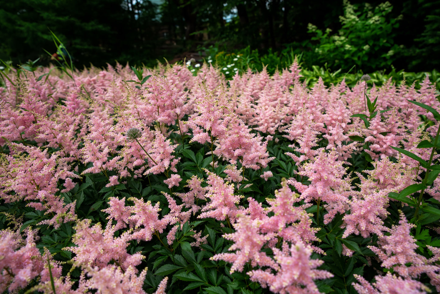 100 PINK MIX ASTILBE (False Spirea / False Goats Beard) Astilbe Chinensis Flower Seeds