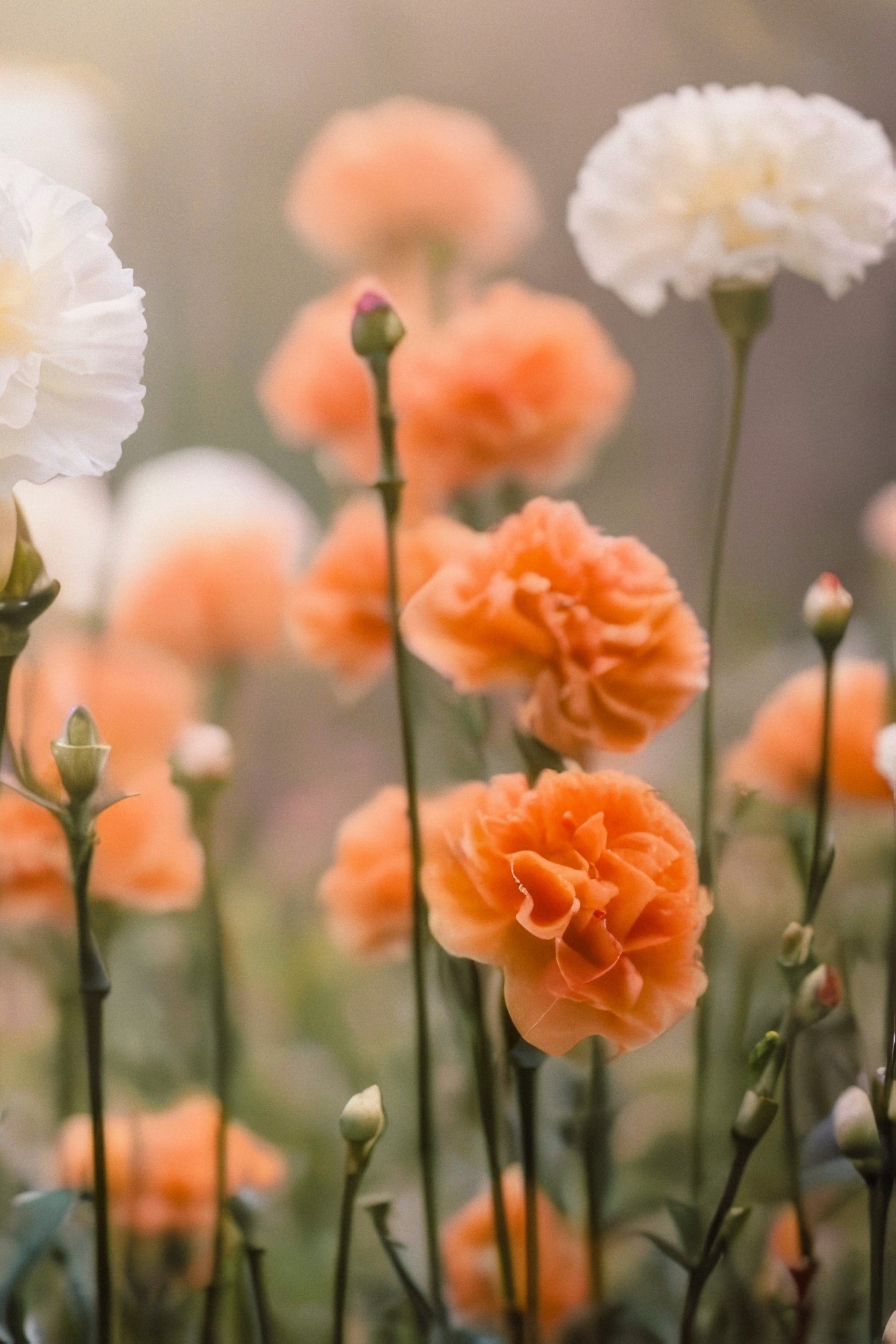 50 ORANGE CARNATION Dianthus Caryophyllus Chabaud Double Flower Seeds