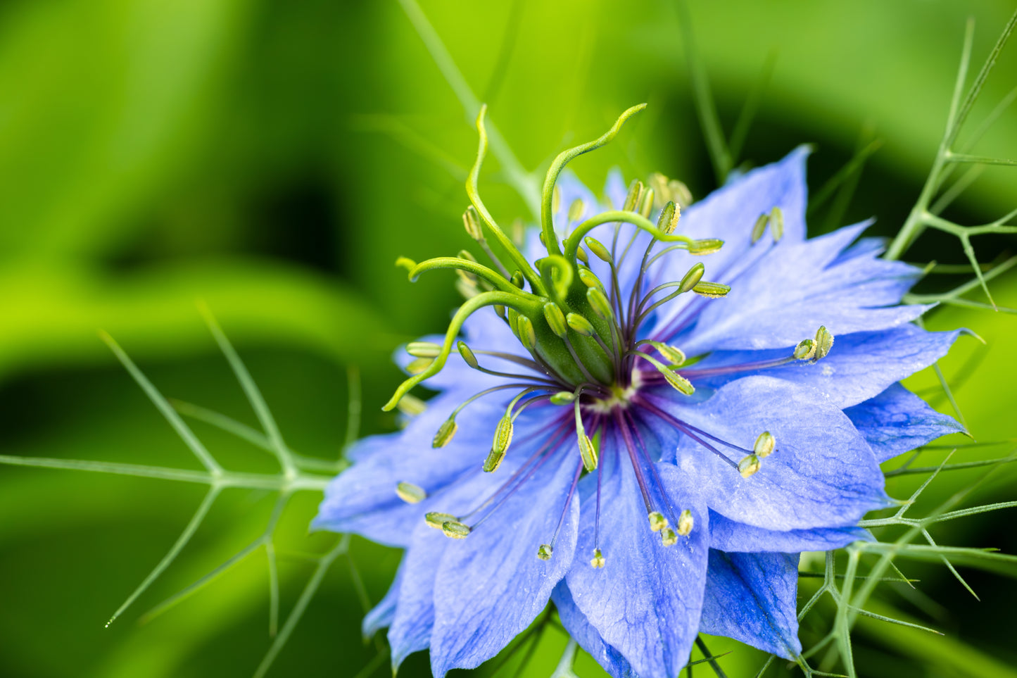 500 LOVE IN A MIST Miss Jekyll Blue ( Fennel Flower ) Nigella Damascena Flower Seeds