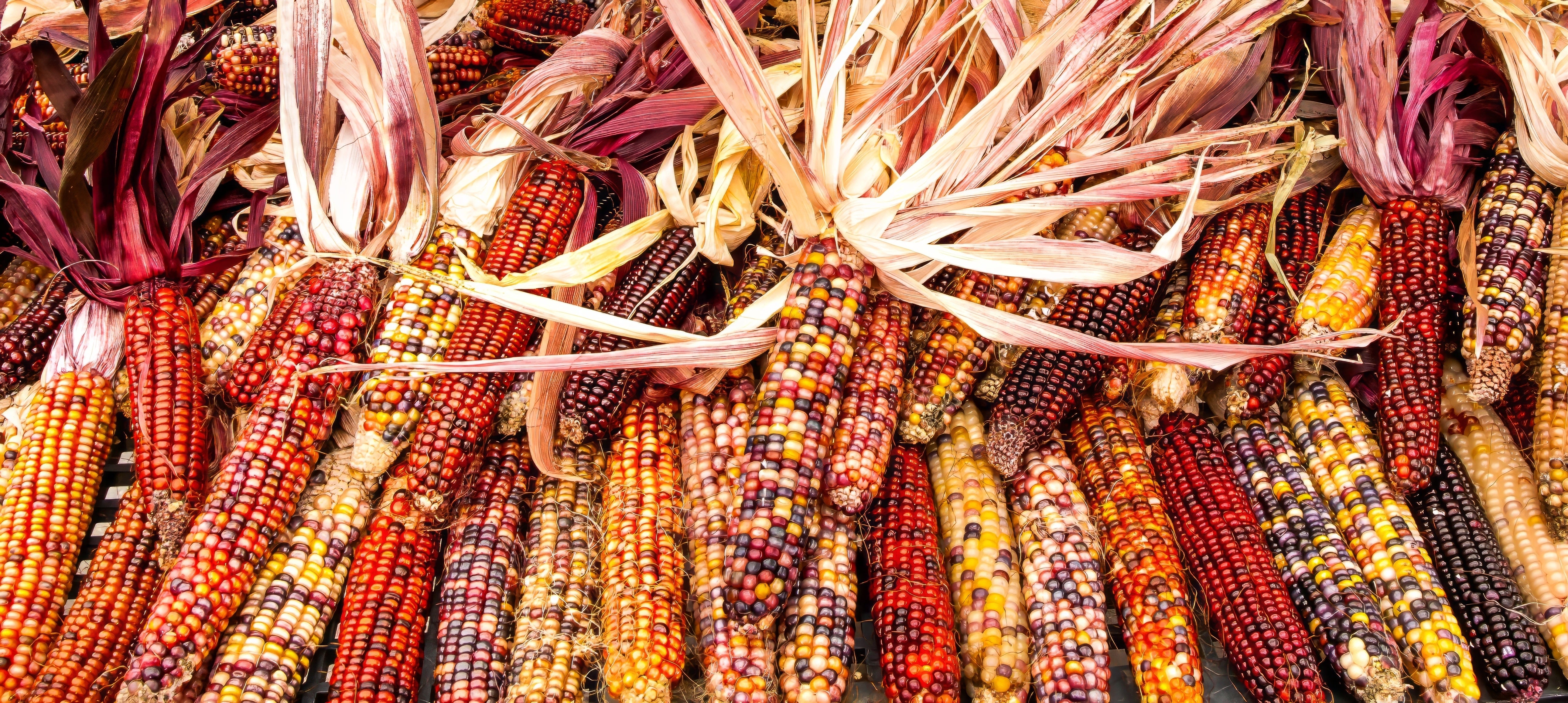 カラフルソルガム　{Colorful A } インディアンコーン 100 Ornamental INDIAN CORN WAMPUM Mixed Colors Zea Mays Vegetable
