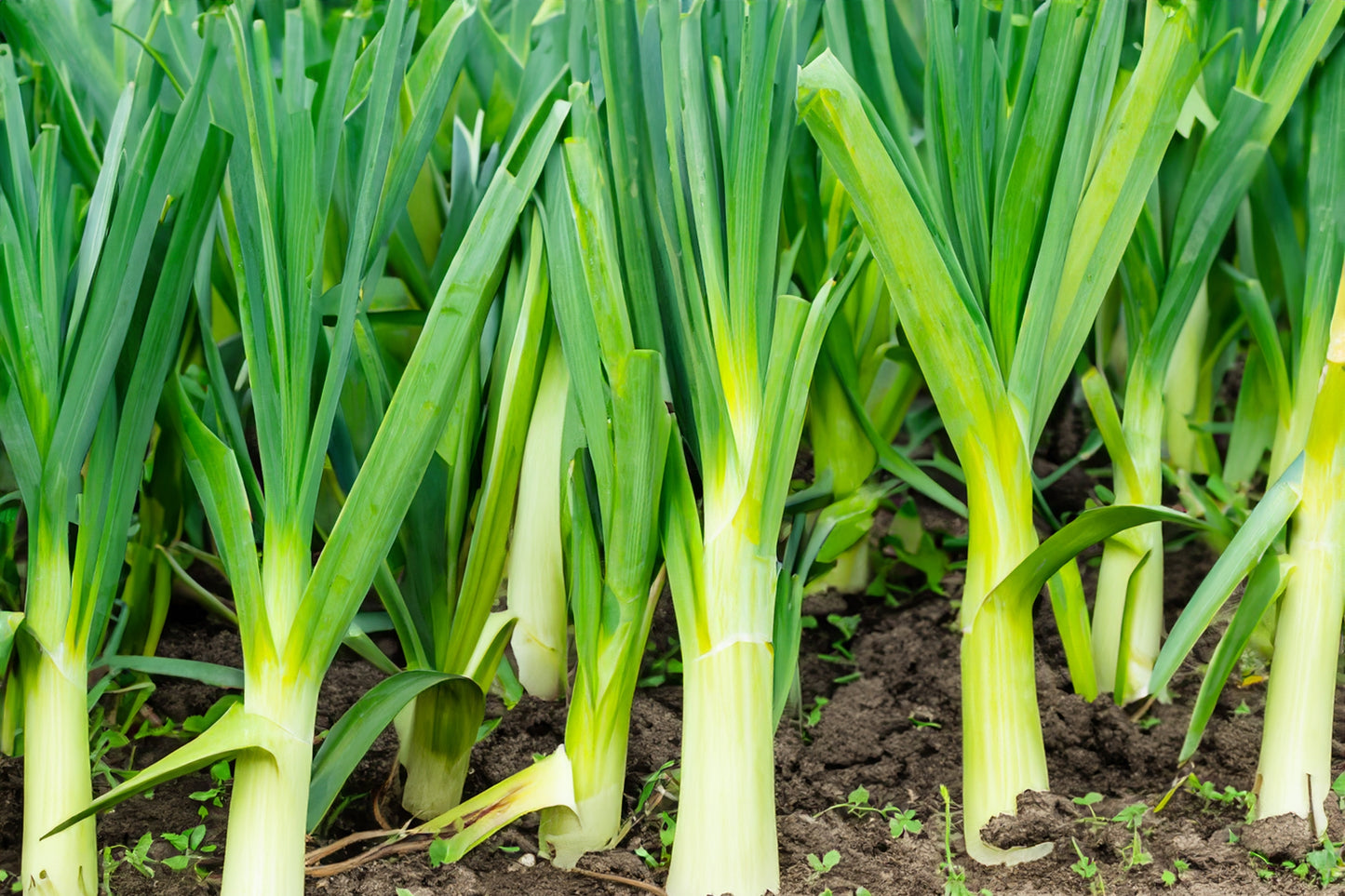 500 BROAD LONDON LEEK Allium Porrum Heirloom White & Green Vegetable Seeds