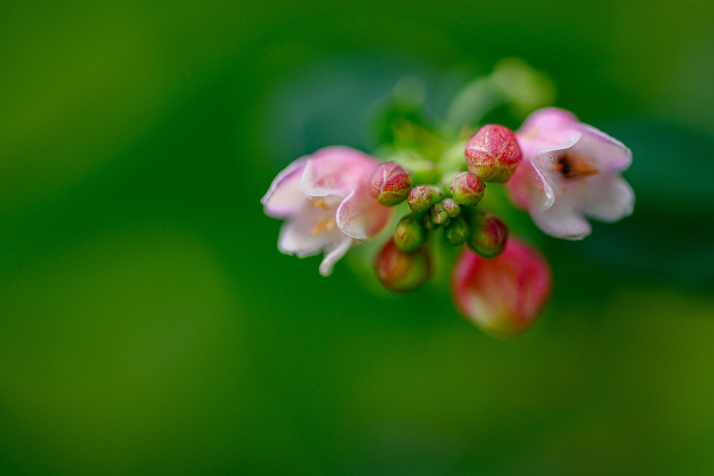 30 WESTERN SNOWBERRY Shrub White Pink Flower Symphoricarpos Occidentalis Seeds