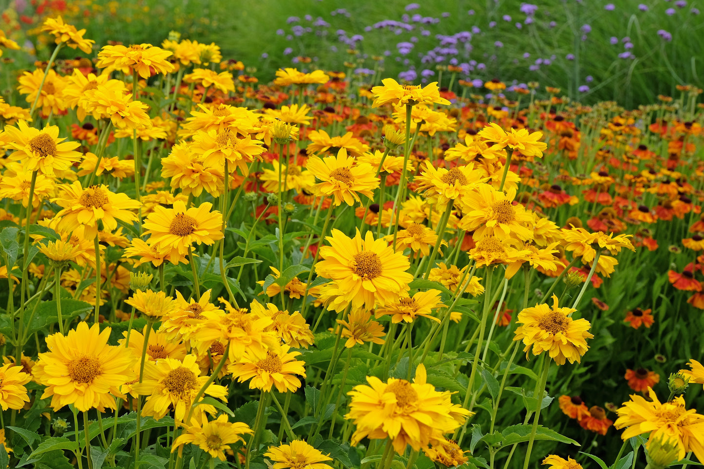 50 SUMMER SUN SUNDROPS Yellow Heliopsis Scabra False Sunflower Flower Seeds