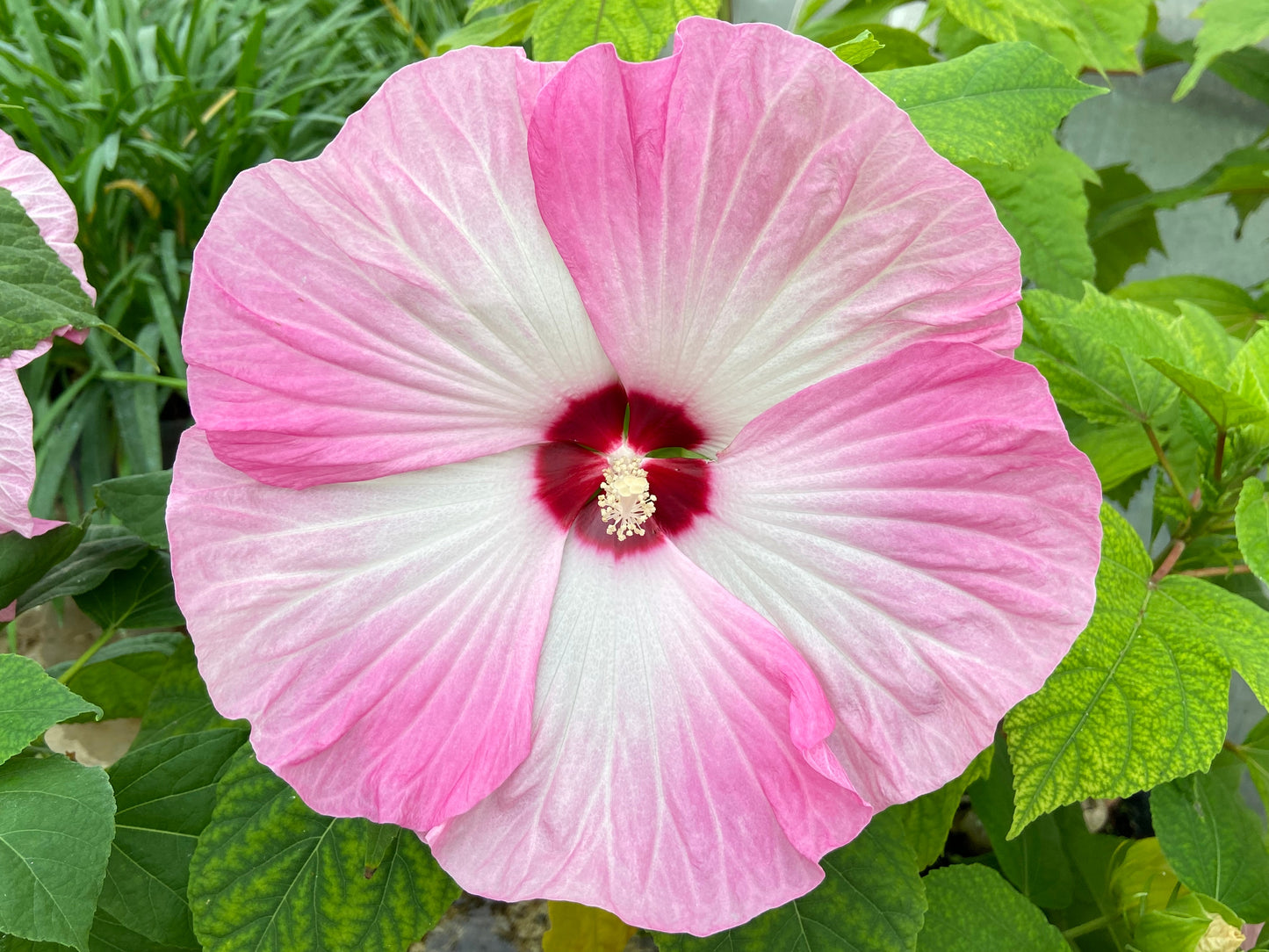 10 Luna PINK SWIRL Hardy HIBISCUS Flower Seeds