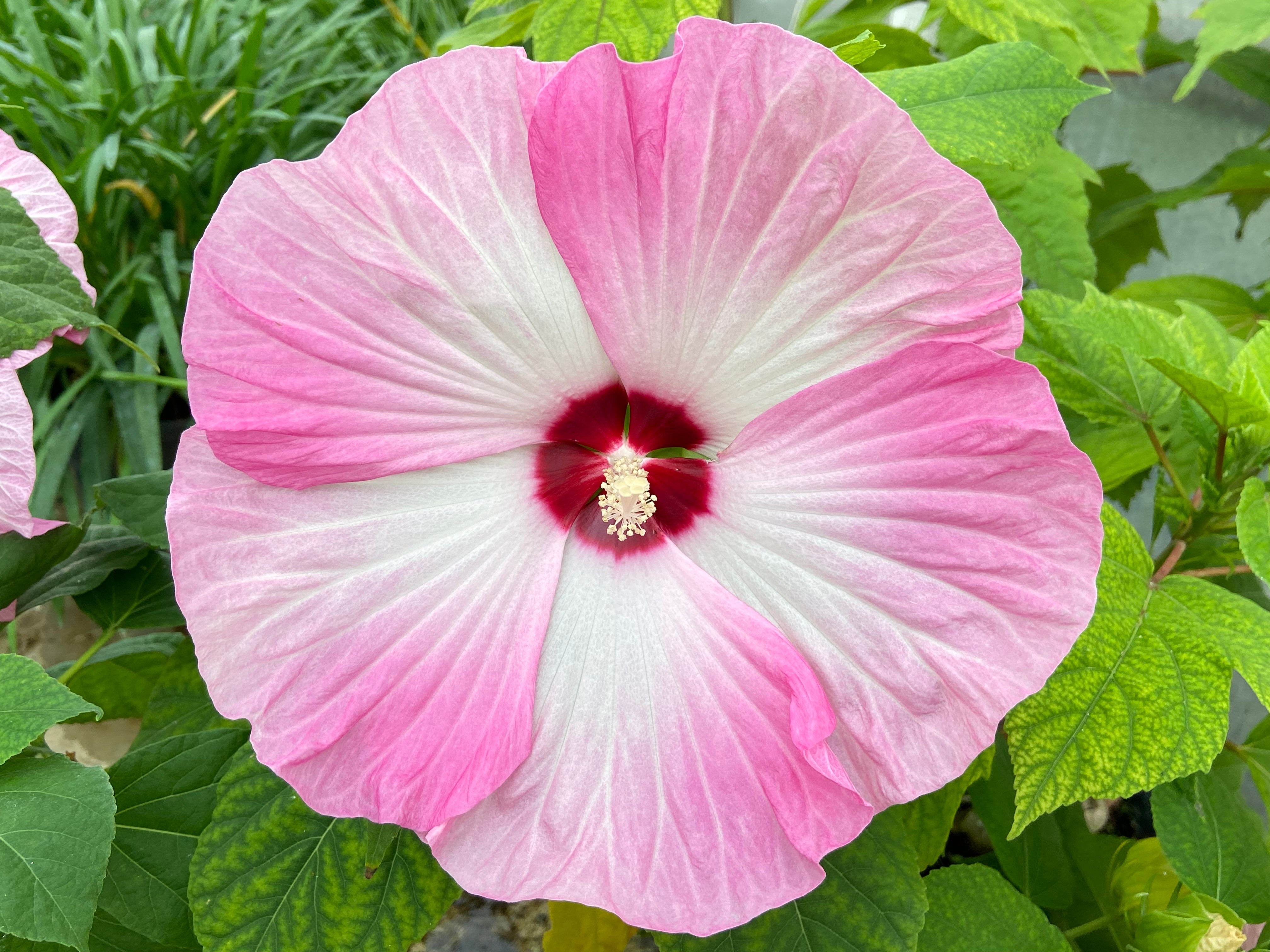 Seedville Luna Hibiscus Flower Seeds