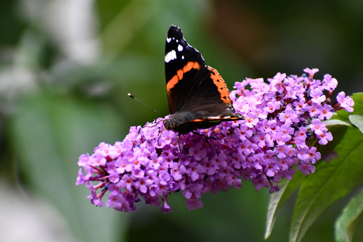 50 VIOLET BUTTERFLY BUSH Buddleja Davidii Purple Flower Seeds