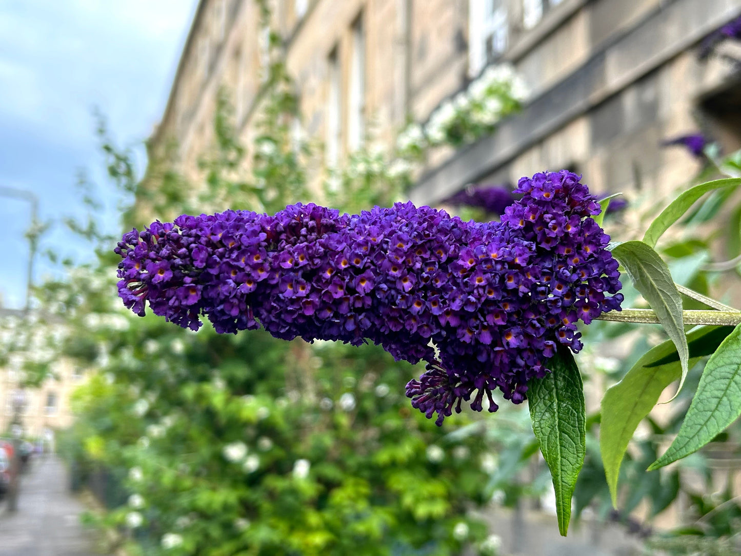 50 Dark PURPLE BUTTERFLY BUSH Buddleia Davidii Hummingbird Shrub Fragrant Flower Seeds