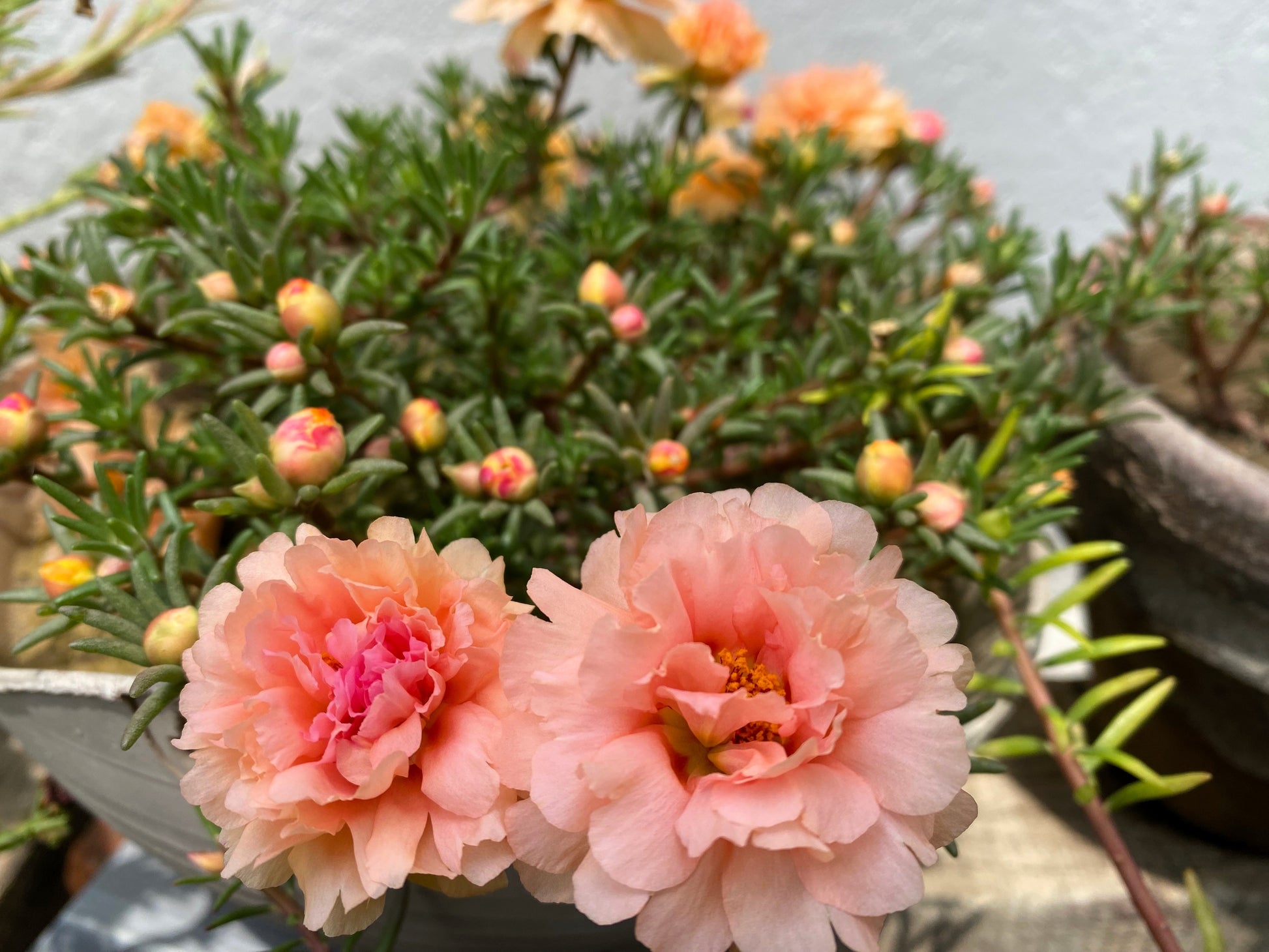 mix moss rose seeds 100 Mixed Colors PORTULACA MOSS ROSE Grandiflora Flower Seeds – Seedville USA