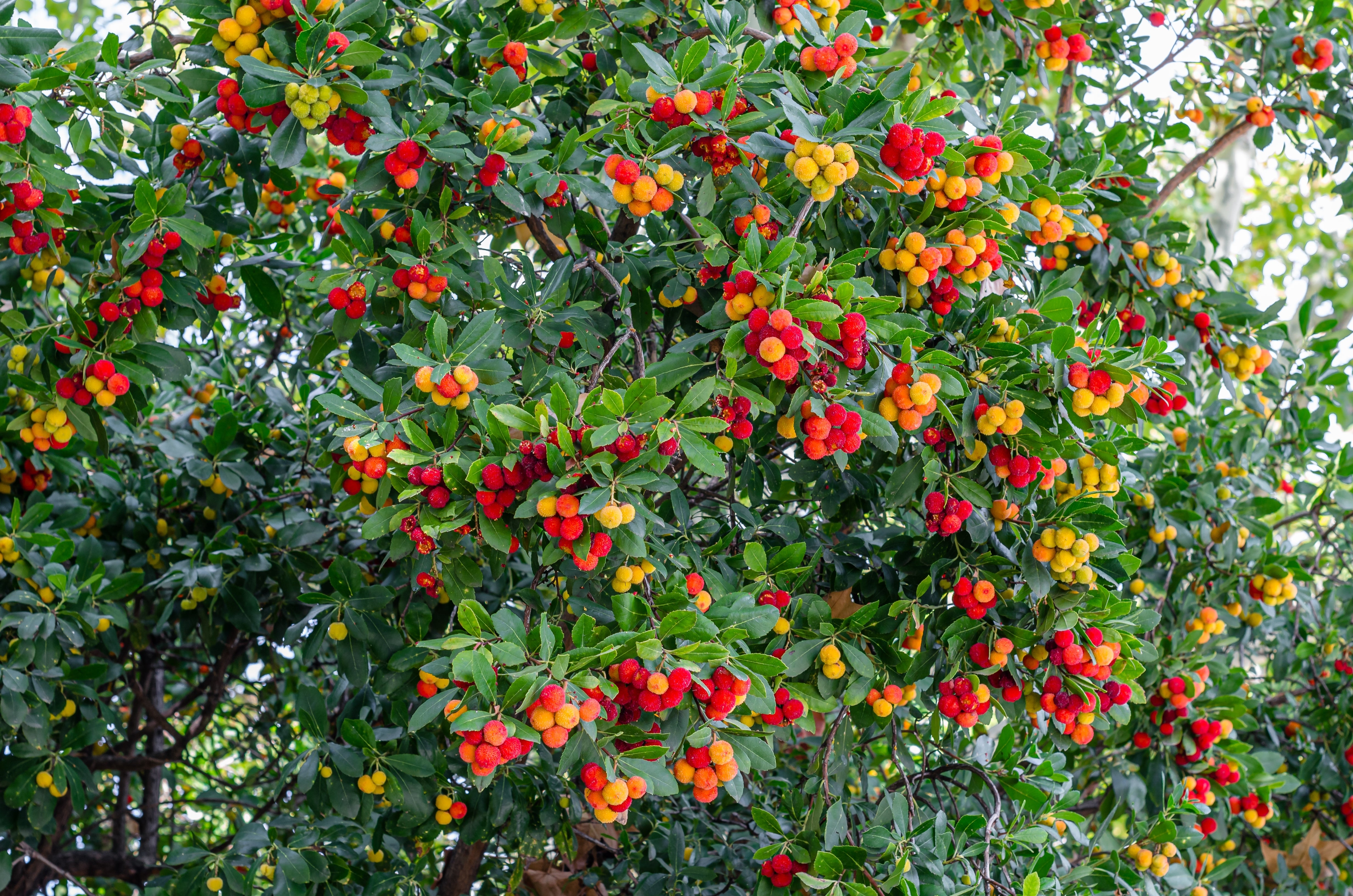 Seedville Strawberry Tree Seeds - Thumbnail 3