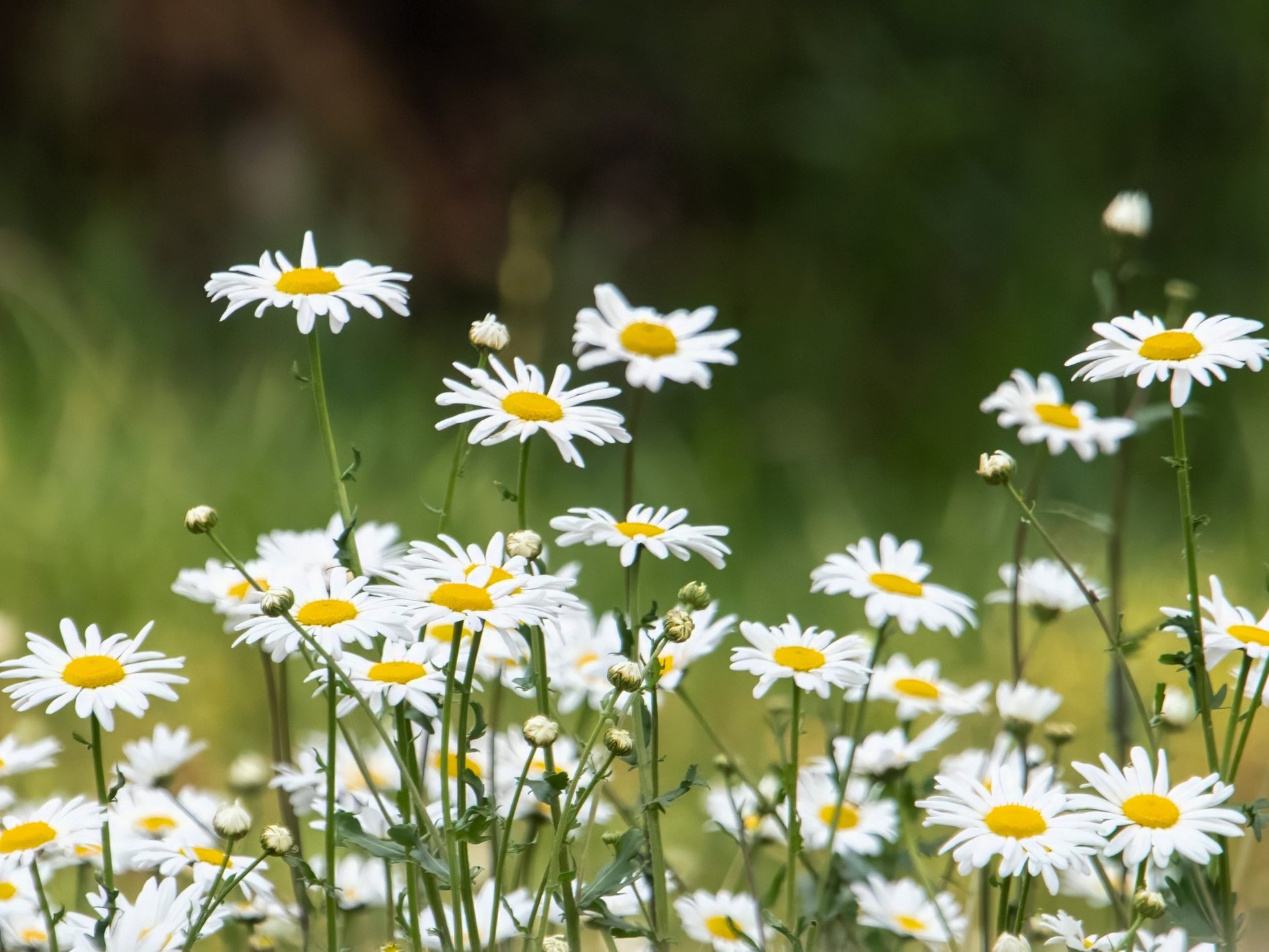 marguerite flower seeds 2000 OX EYE DAISY Marguerite Chrysanthemum Leucanthemum White Flower Seeds