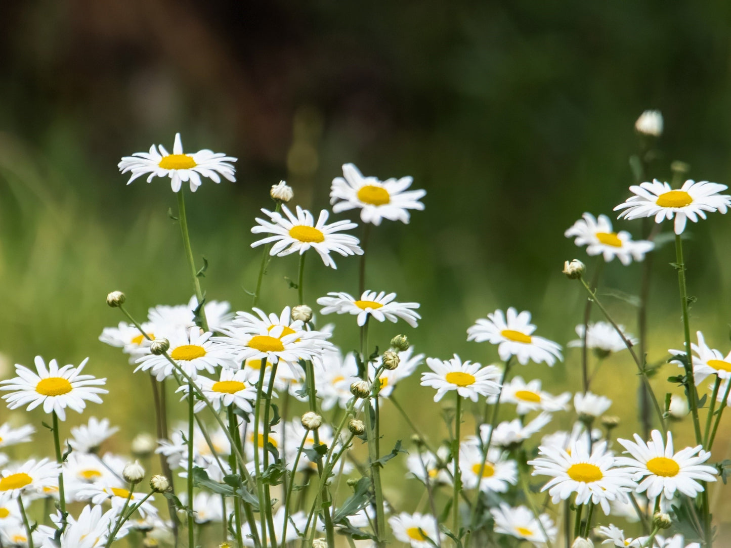 2000 OX EYE DAISY Marguerite Chrysanthemum Leucanthemum White Flower Seeds