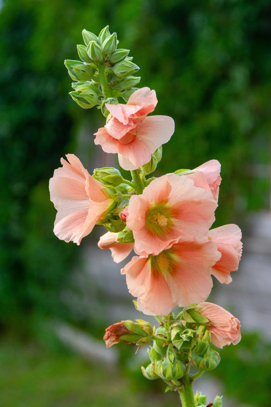 25 PEACH & BROWN HOLLYHOCK Alcea Rosea Flower Seeds Perennial