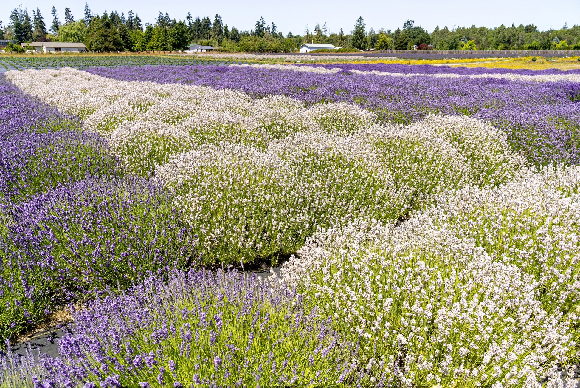 white lavender plant 20 WHITE LAVENDER English Lavandula Angustifolia Herb Flower Seeds