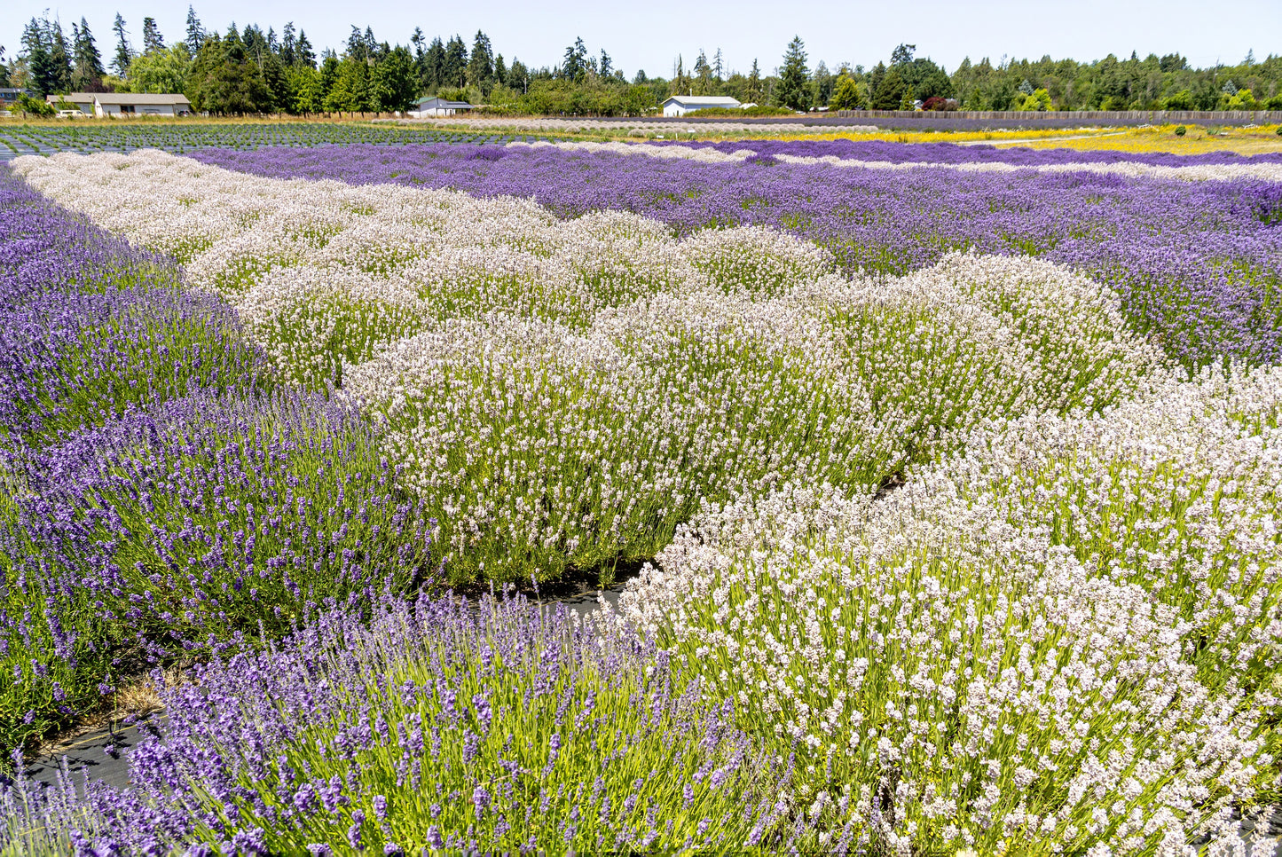 20 WHITE LAVENDER English Lavandula Angustifolia Herb Flower Seeds