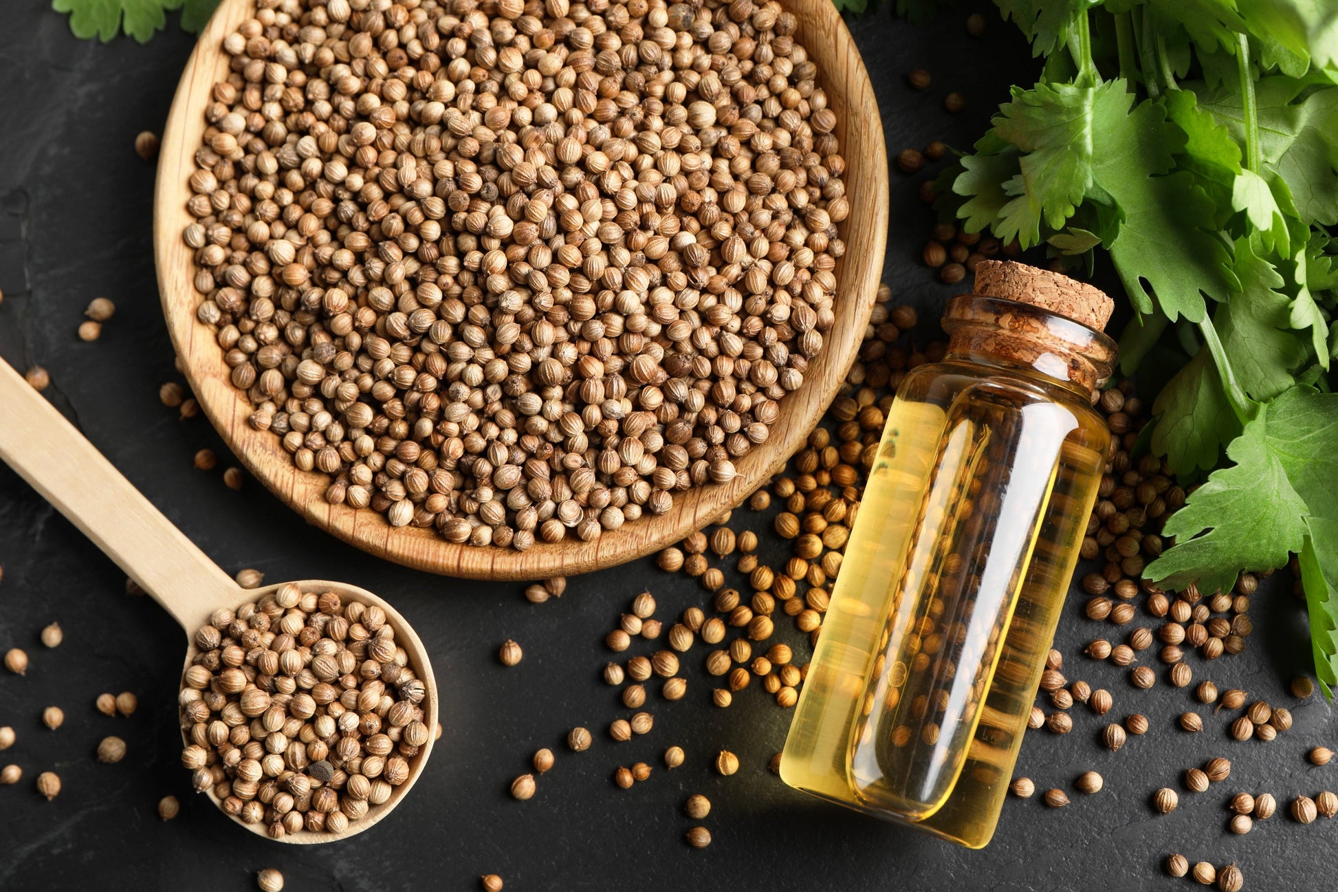 cilantro plant seeds 1000 CILANTRO / CORRIANDER / Chinese PARSLEY Coriandrum Sativum Herb F – Seedville USA