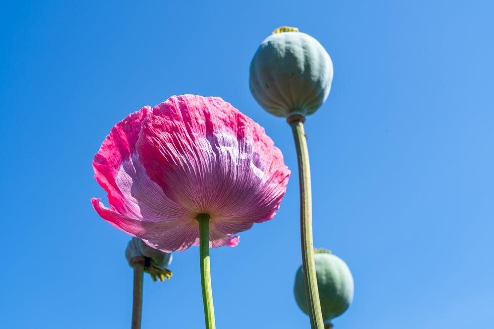 1000 POPPY 