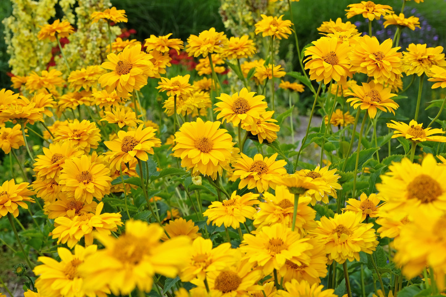 50 SUMMER SUN SUNDROPS Yellow Heliopsis Scabra False Sunflower Flower Seeds
