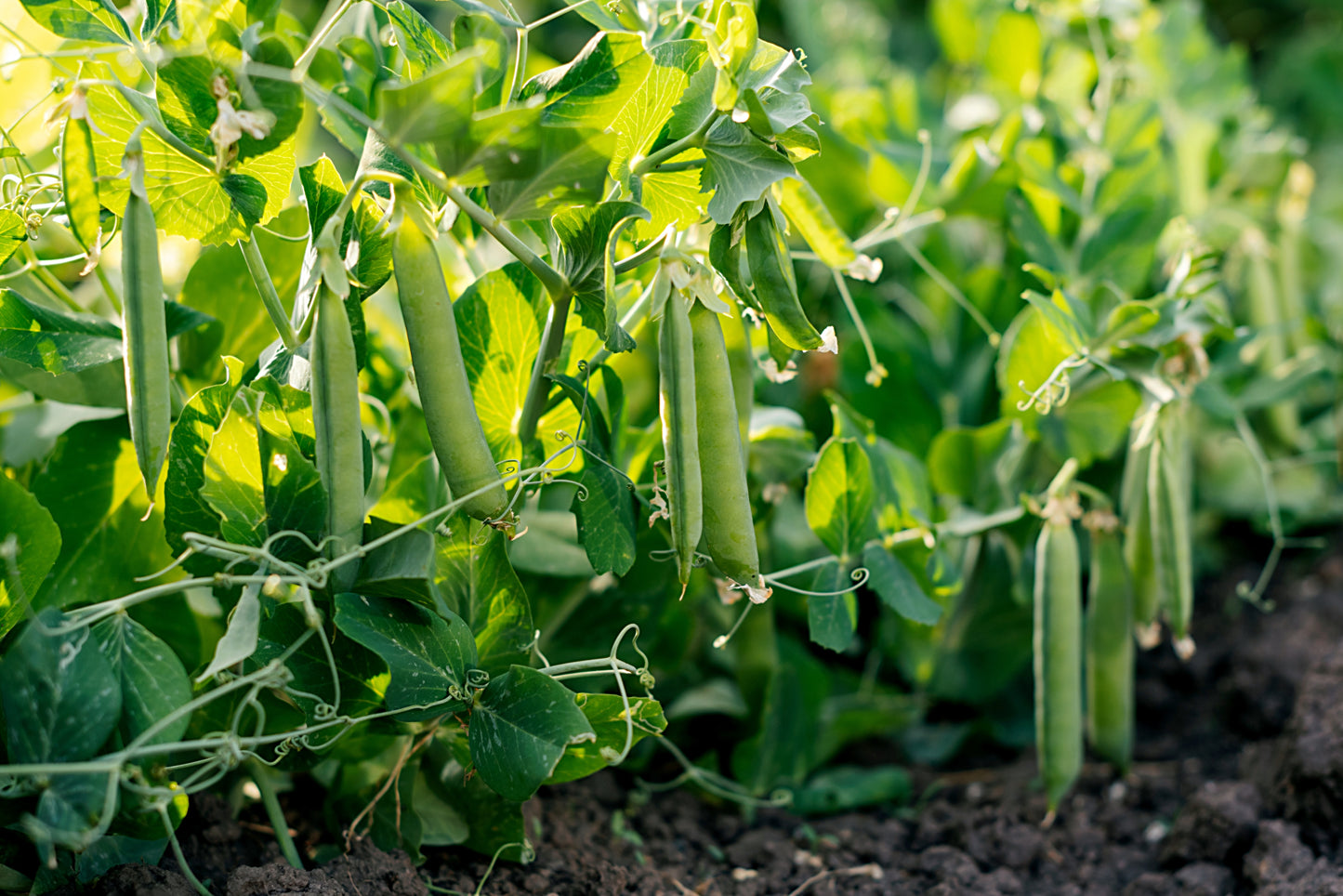 50 GREEN ARROW PEA Heirloom Shelling English Pisum Sativum Vegetable Seeds