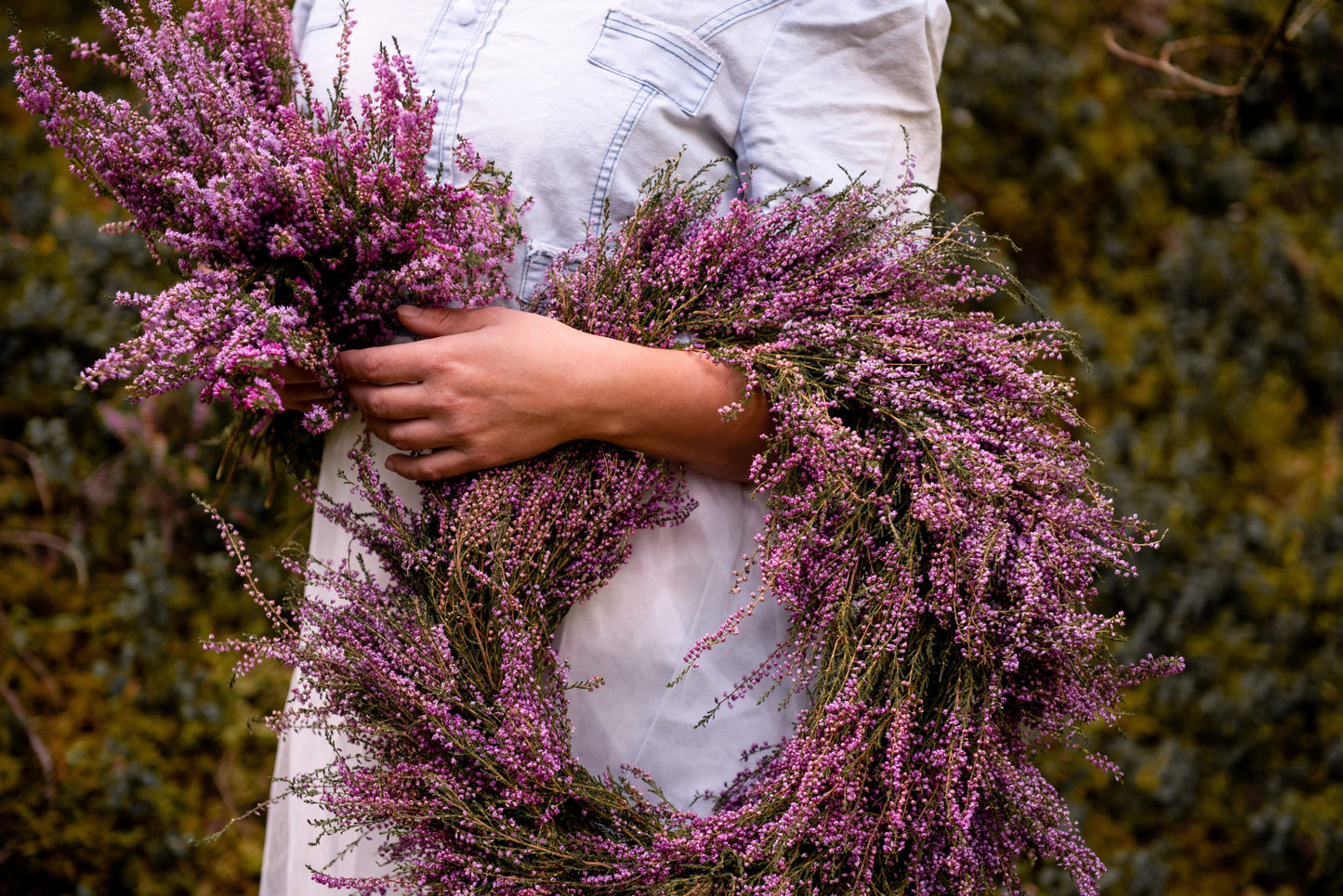 100 Scotch TRUE HEATHER Shrub Scot's Purple Pink Flower Calluna Vulgaris Seeds