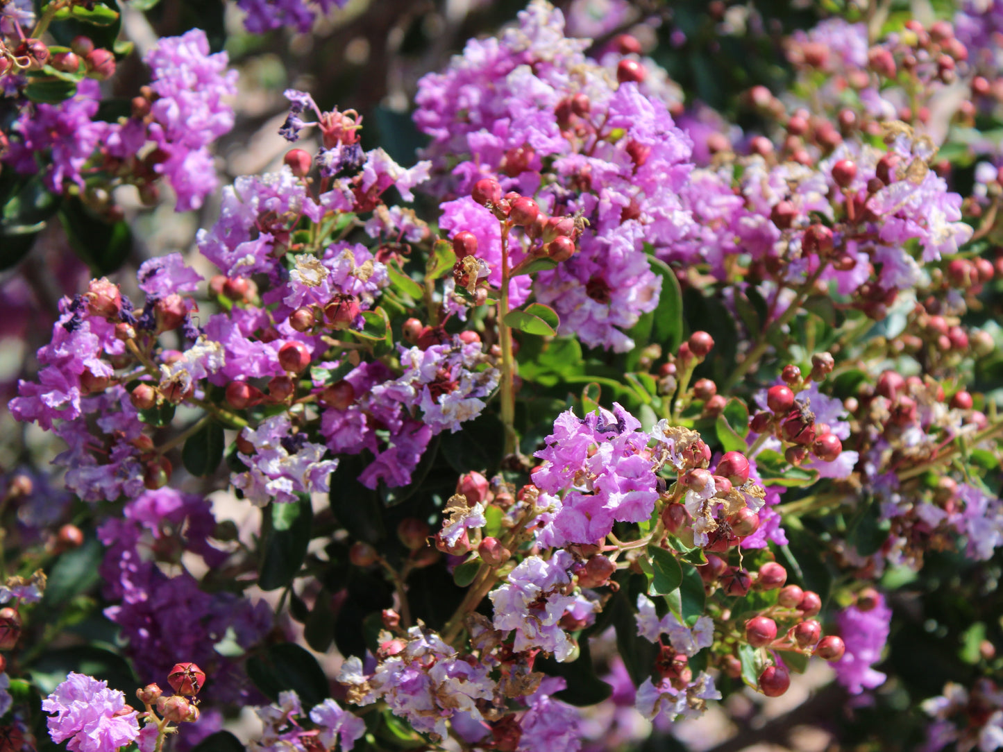 35 LILAC Light Purple CREPE MYRTLE Lagerstroemia Indica Flowering Shrub Bush Small Tree Seeds