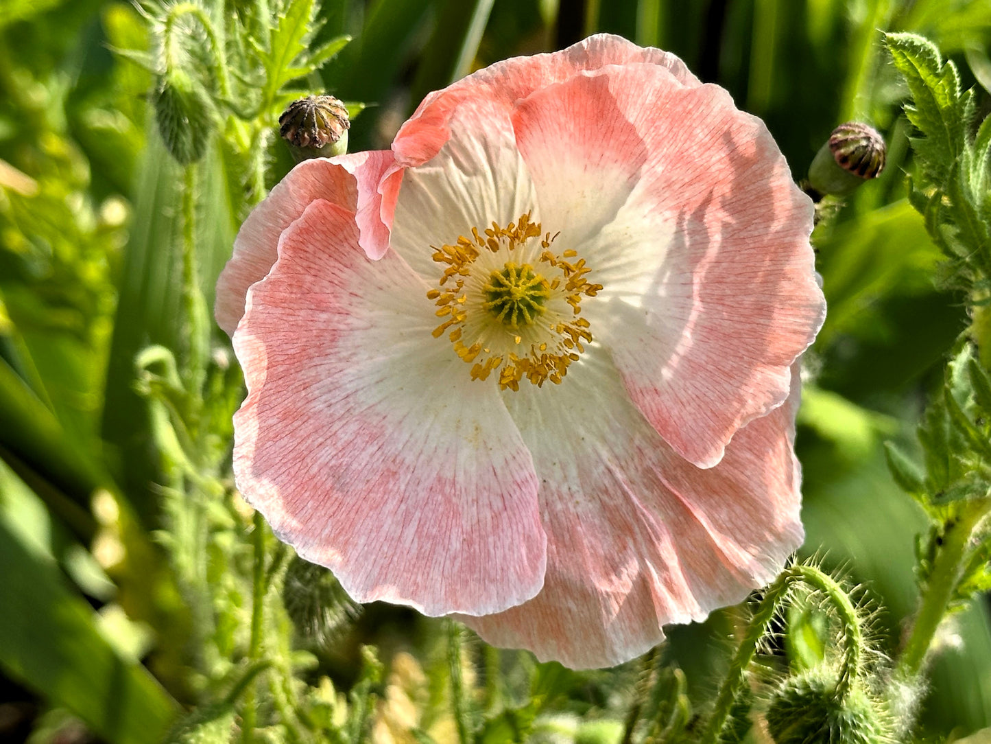 1000 PINK & WHITE POPPY Papaver Somniferum Flower Seeds