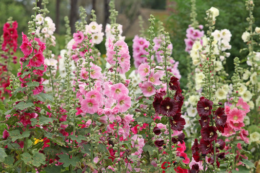 50 Mixed Colors HOLLYHOCK COUNTRY ROMANCE Mix Alcea Rosea Flower Seeds