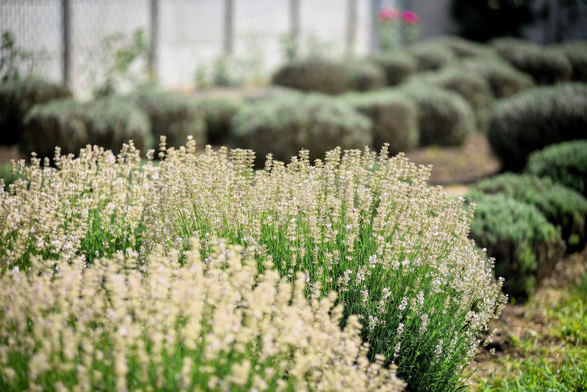 white french lavender plants 20 WHITE LAVENDER English Lavandula Angustifolia Herb Flower Seeds – Seedville USA