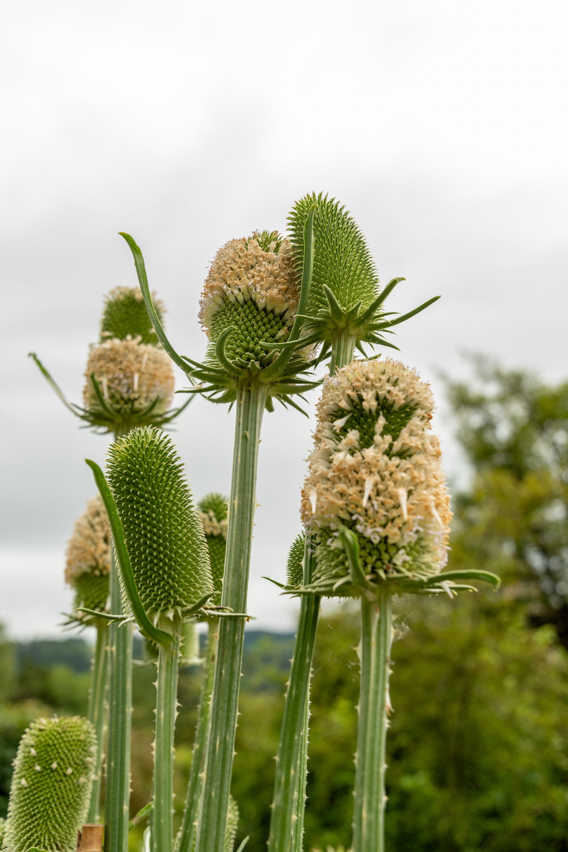 teasel plant seeds 75 FULLERS TEASEL Indian Teasel Dipsacus Sativus White Flower Herb Seeds