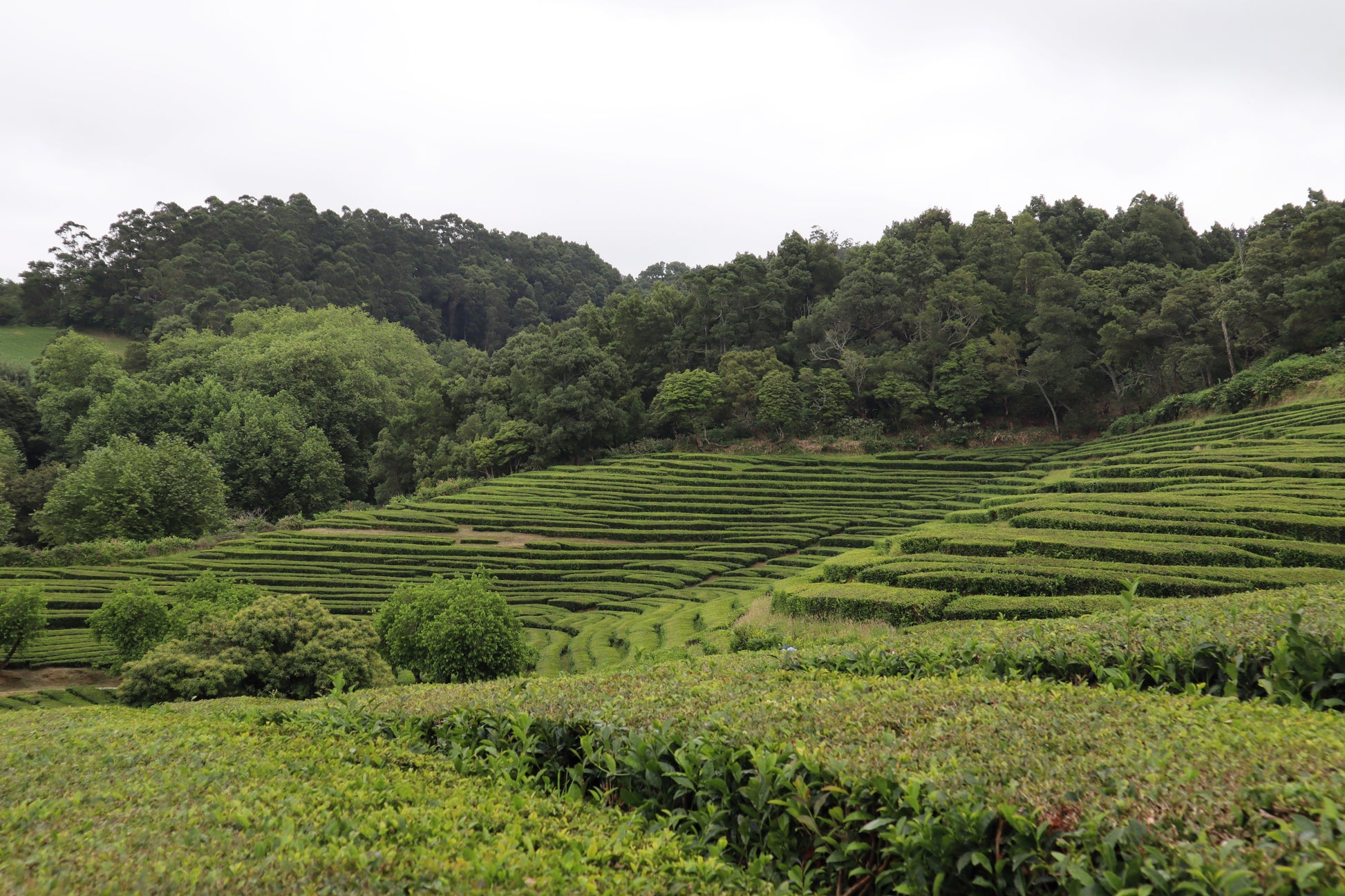 green tea plant seeds for sale 5 TEA PLANT Black & Green Drinking Tea Camellia Sinensis Evergreen Tree Shrub Flower Seeds
