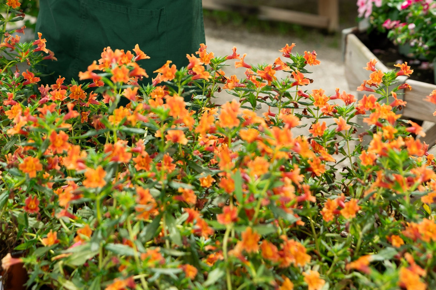 100 Twinkle ORANGE MONKEY FLOWER Mimulus Seeds