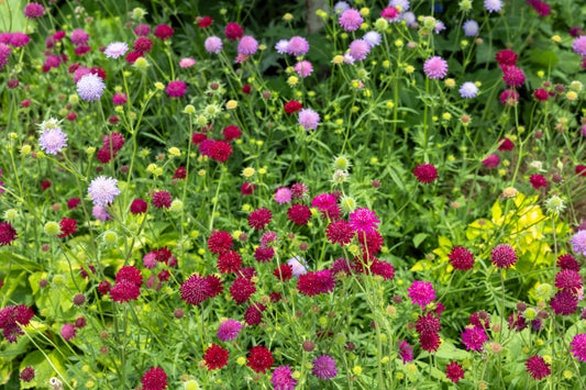 50 FINEST MIXED Colors SCABIOSA (Mourning Bride / Pin Cushion) Scabiosa Atropurpurea Flower Seeds