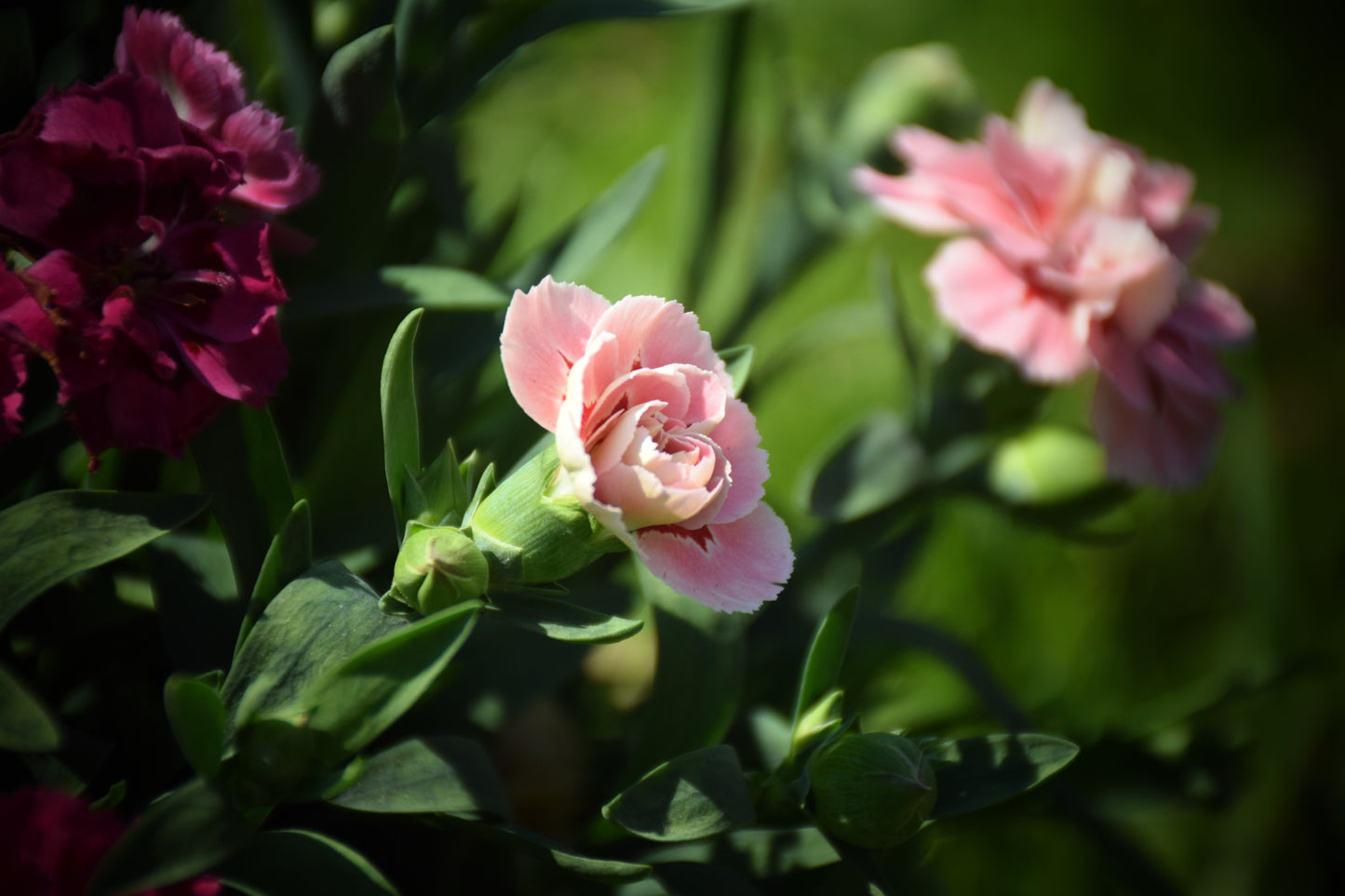 50 La France PINK CARNATION Dianthus Caryophyllus Chabaud Flower Seeds