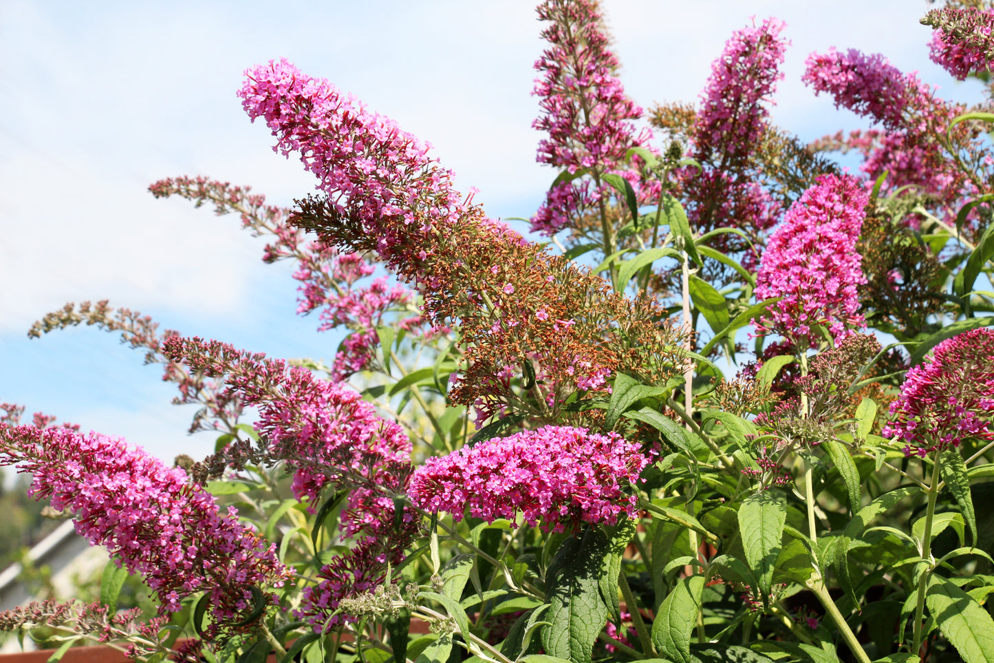 100 MIXED Colors BUTTERFLY BUSH Buddleja Davidii Flower Shrub Seeds