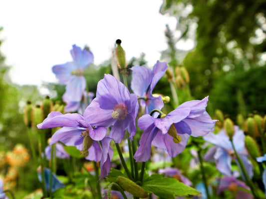 10 VIOLET HIMALAYAN POPPY Meconopsis Betonicifolia Purple Hensol Flower Seeds