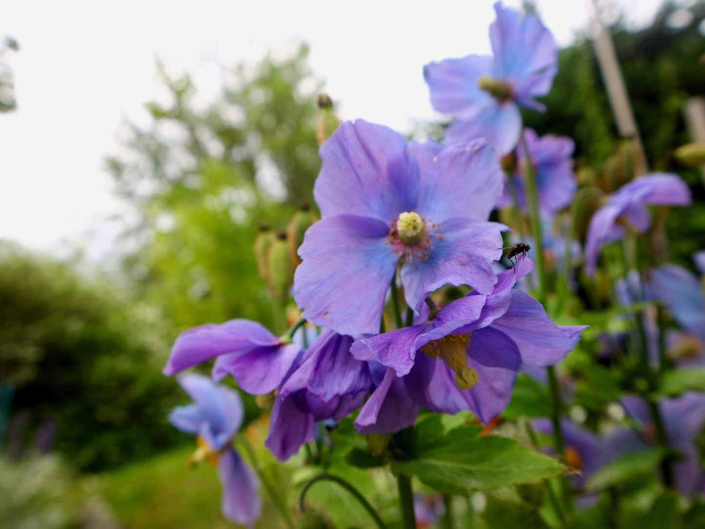 10 VIOLET HIMALAYAN POPPY Meconopsis Betonicifolia Purple Hensol Flower Seeds