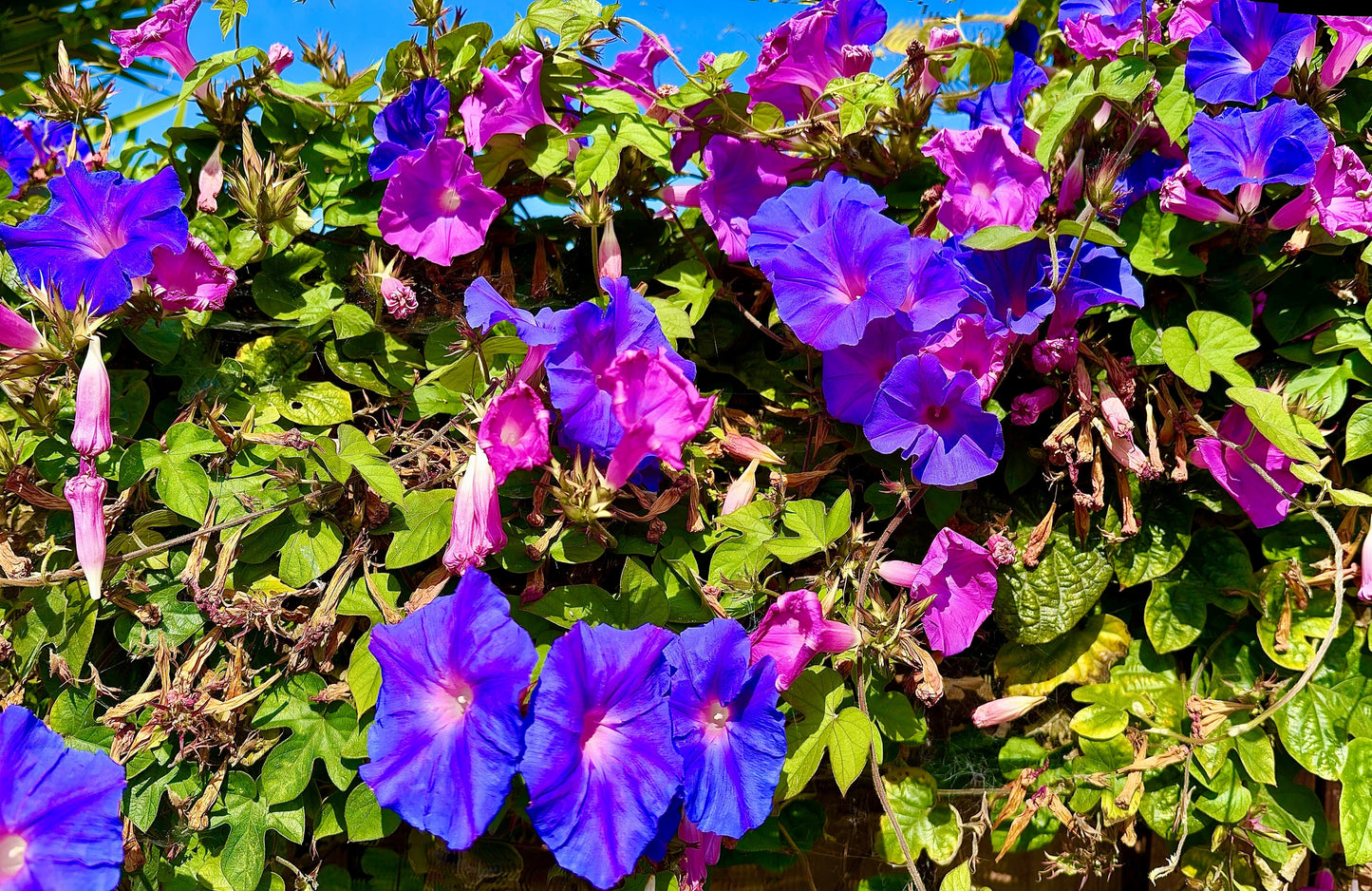 50 Mixed Colors MORNING GLORY Ipomoea Purpurea Vine Flower Seeds