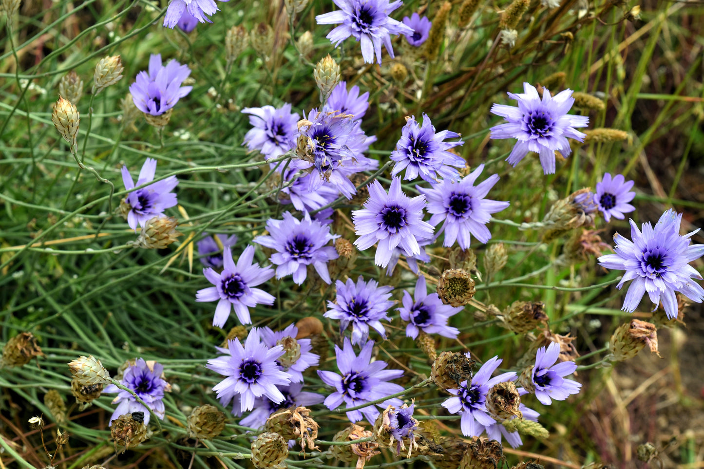 20 Blue CUPIDS DART aka ' LOVE plant ' Catananche Caerulea Flower Seeds