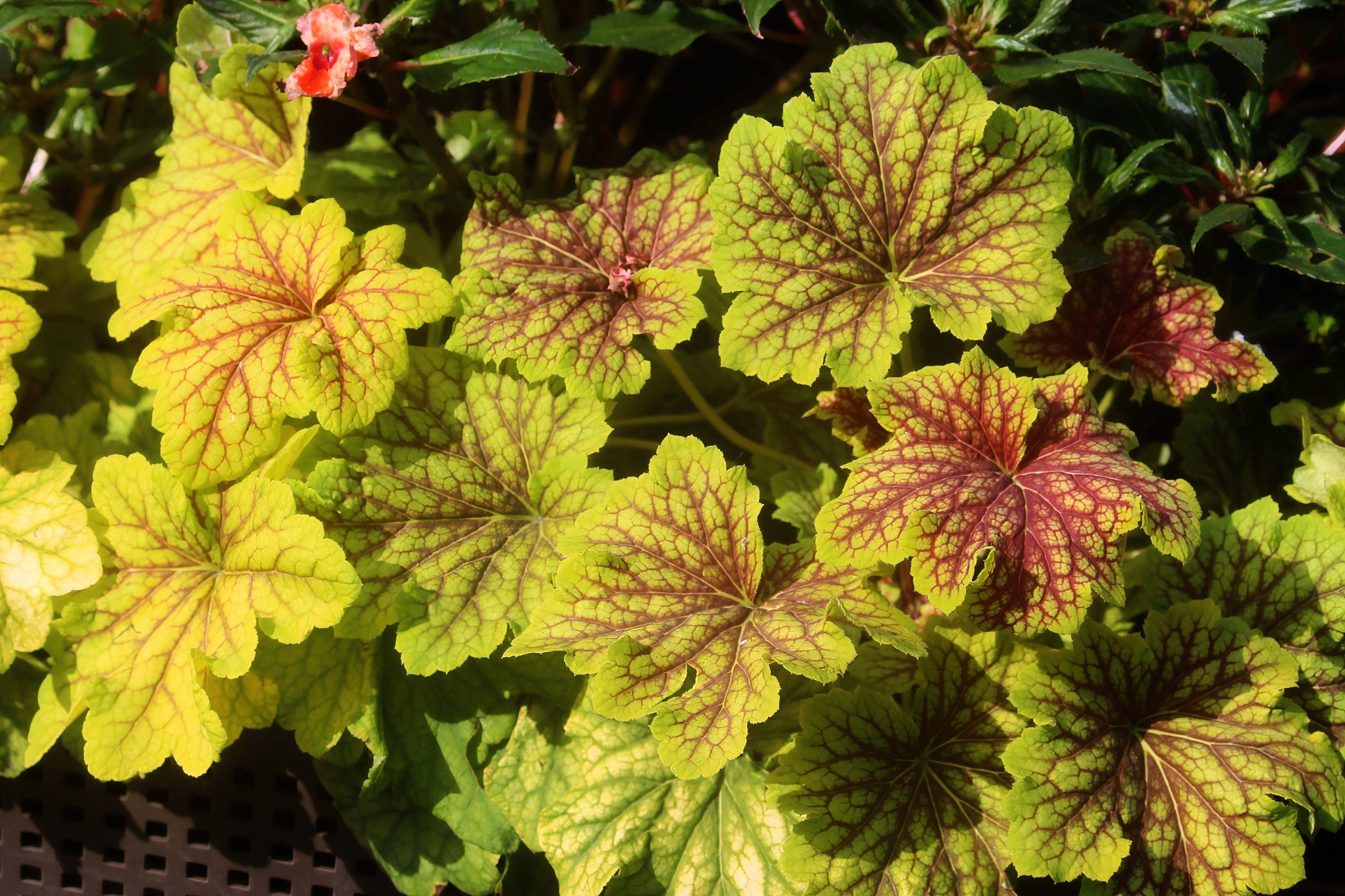 Seedville Heuchera Americana Coral Bells - Thumbnail 5
