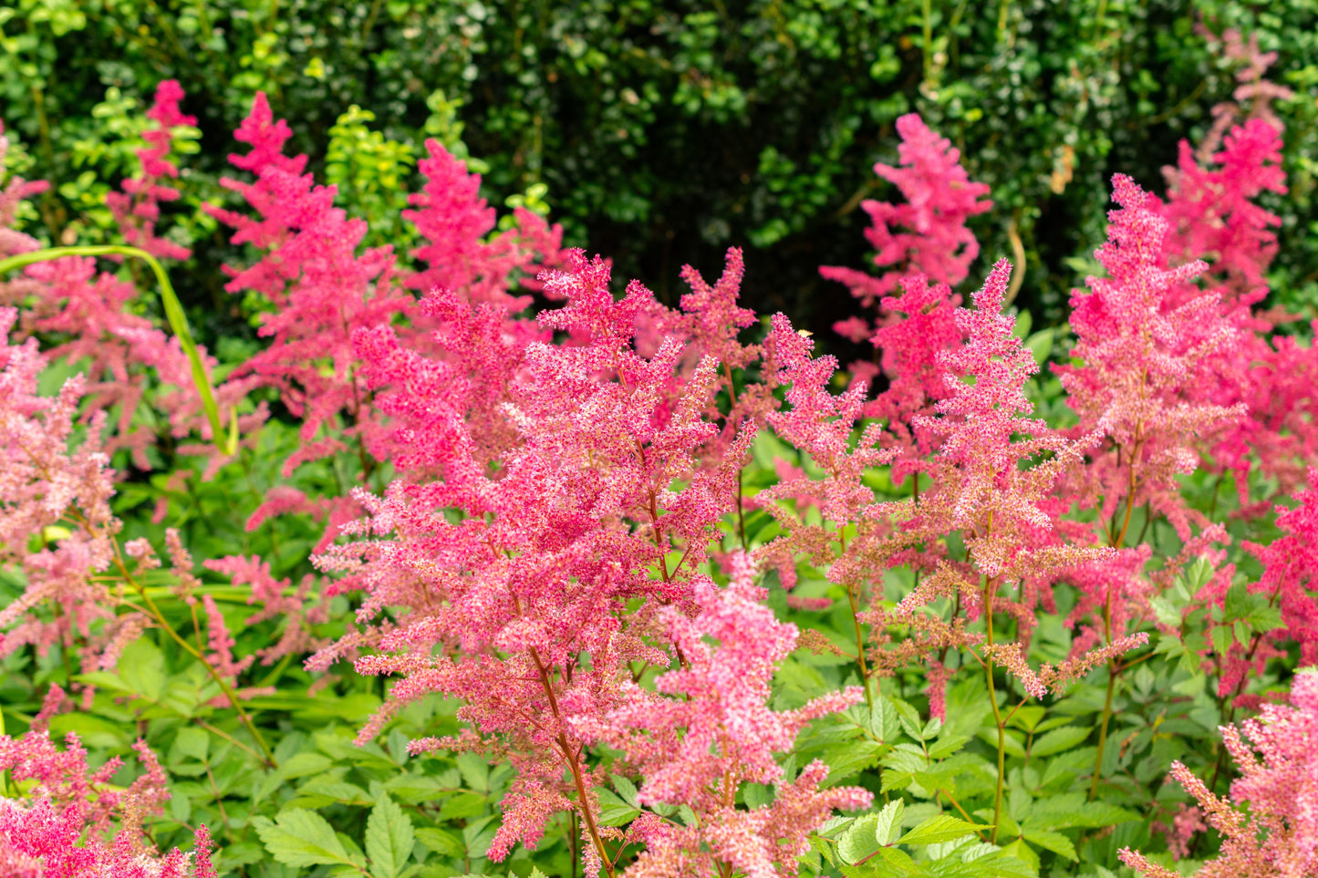 100 PINK MIX ASTILBE (False Spirea / False Goats Beard) Astilbe Chinensis Flower Seeds